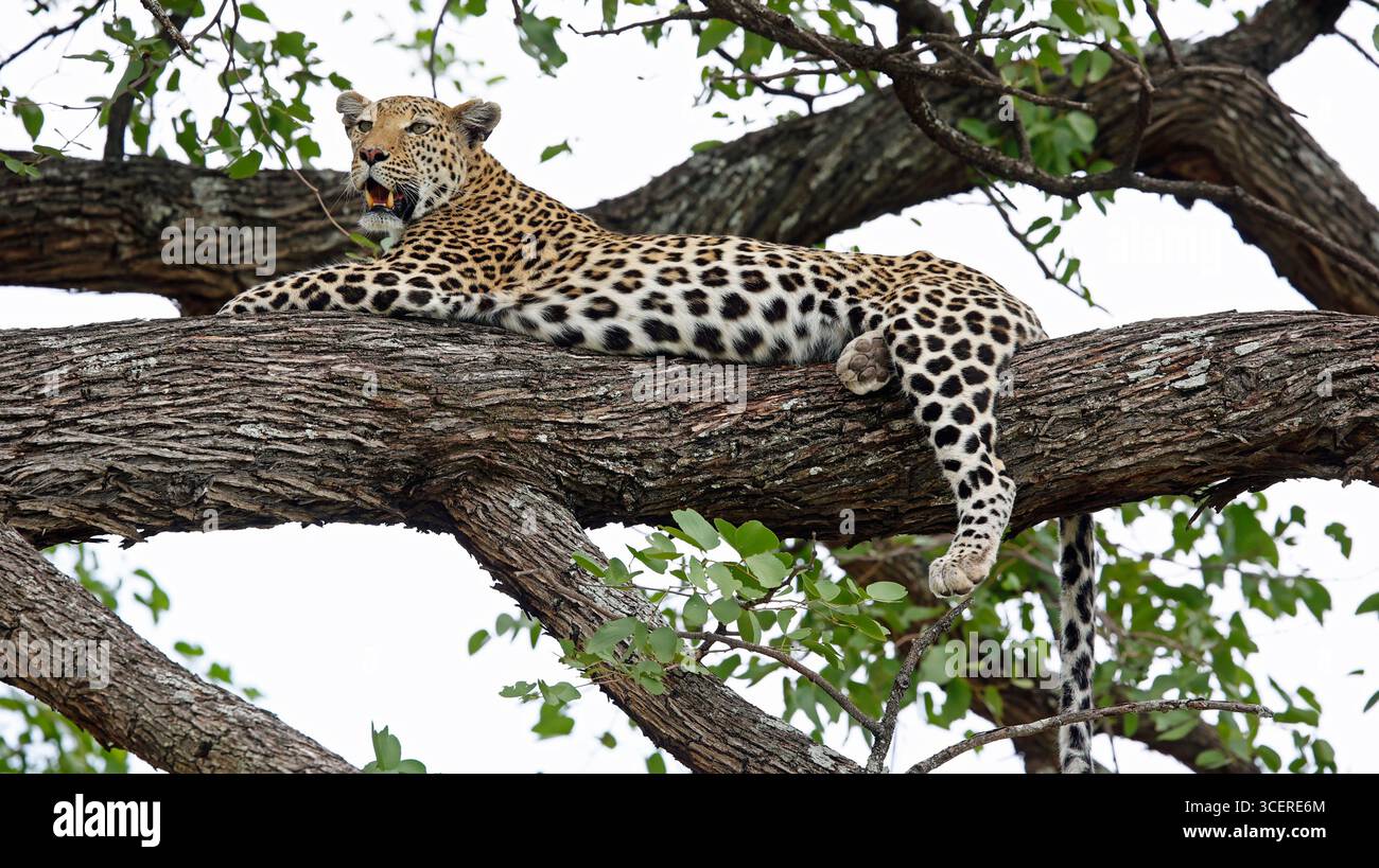 Weibliche Leoparde entspannt in einem Baum Stockfoto