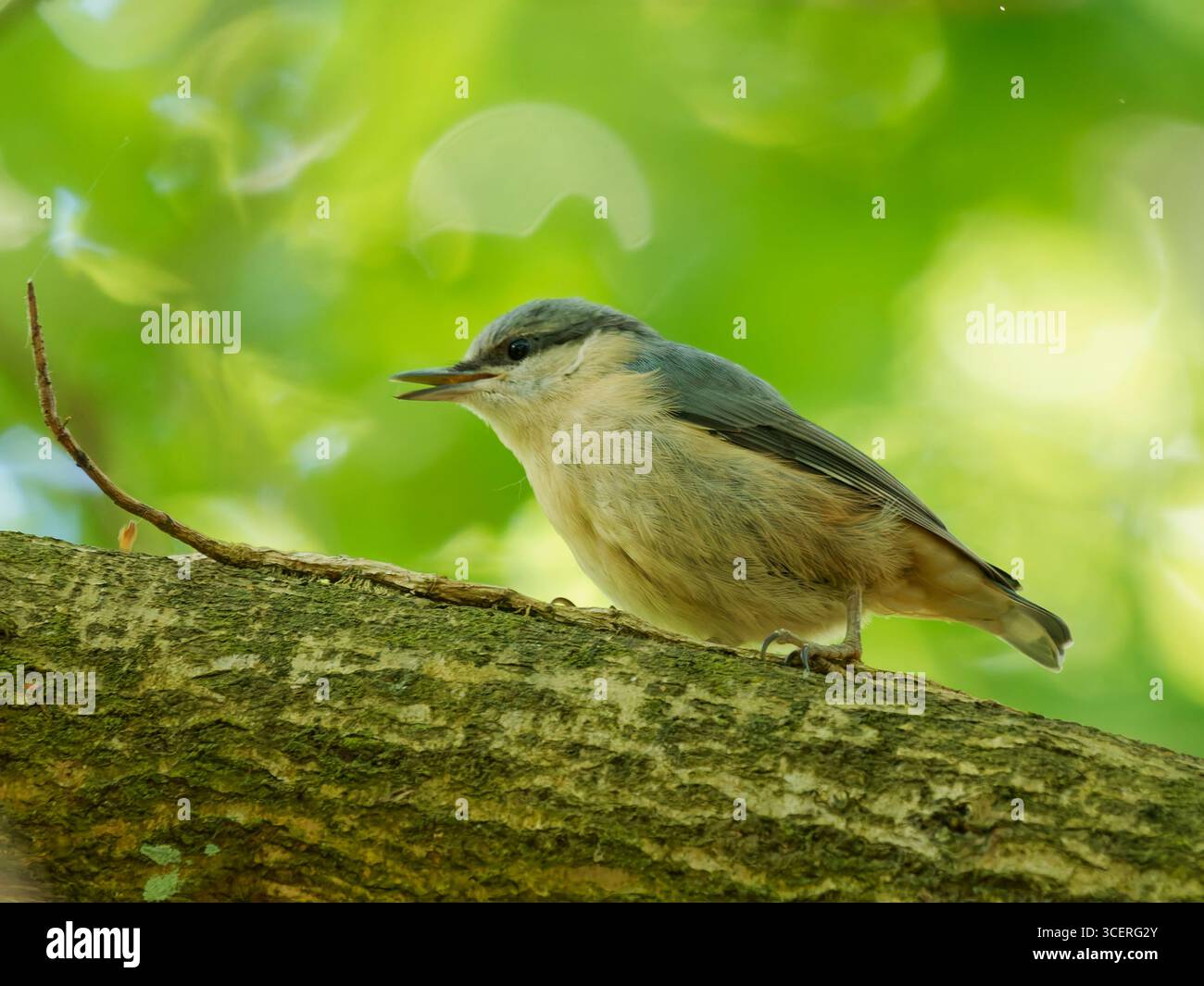 Nuthatch in Alarmhaltung Stockfoto