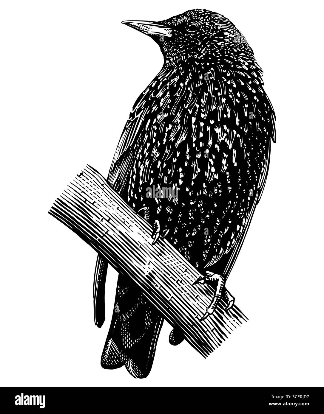 Europäischer Starling. Handgezeichnete Abbildung. Isolierte Vogelarten in detaillierter Gravur, Schraffur und Strichkunst. Dekorativ für Tier, Zoo und Stock Vektor
