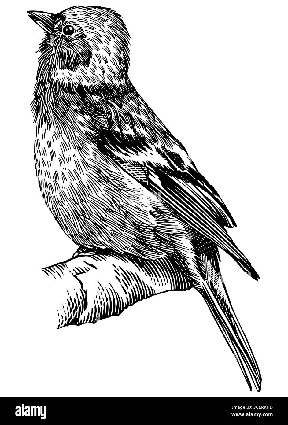 Common Chaffinch. Handgezeichnete Abbildung. Isolierte Vogelarten in detaillierter Gravur, Schraffur und Strichkunst. Dekorativ für Tier, Zoo und Stock Vektor