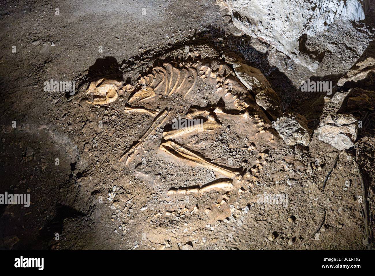 Eine Nachbildung des Simosthenurus Occidentalis (Kurzgesichts-Känguru), gefunden in Mammoth Cave, Boranup, Margaret River Region, Shire of Augusta in der SW Re Stockfoto