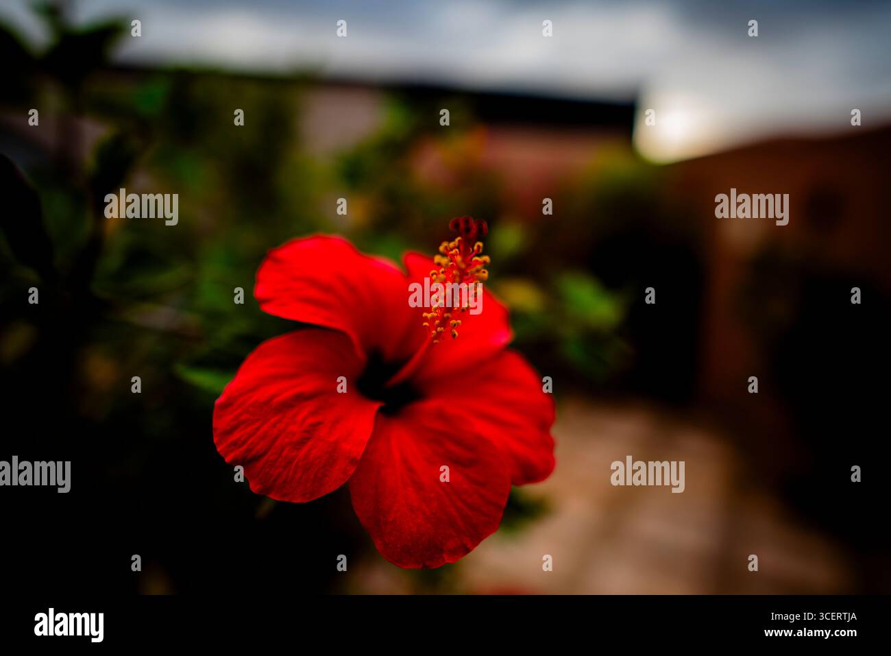Nahaufnahme einer leuchtenden roten Hibiskusblüte mit detaillierten Blütenblättern und Stamen vor einem weichen, unscharfen Hintergrund. Ein markantes botanisches Bildsymbol Stockfoto