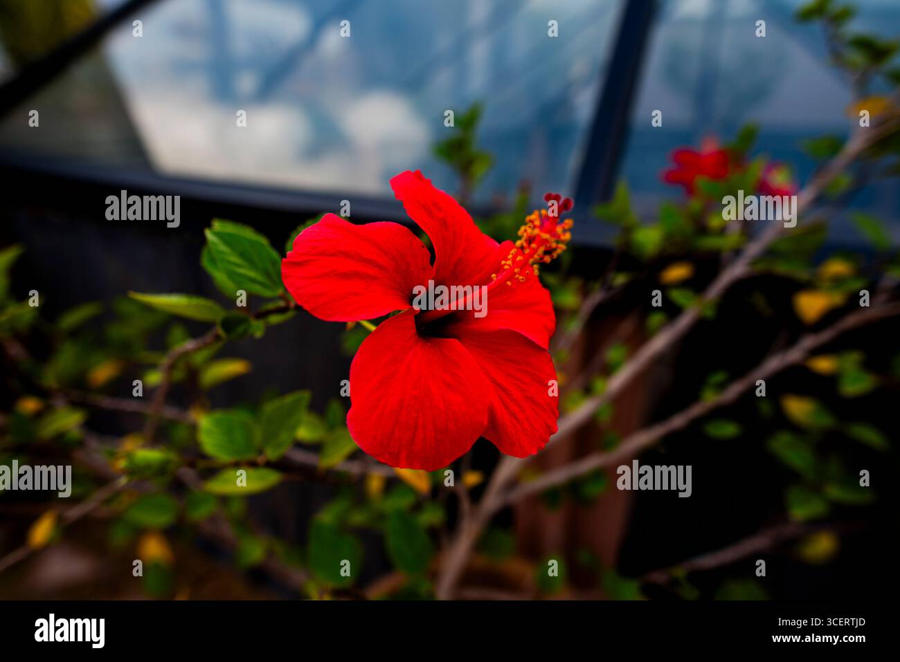 Hellrote Hibiskusblüte in voller Blüte, mit grünen Blättern und einem Glashintergrund. Ein lebendiges botanisches Bild, das Schönheit, Vitalität und Exotik symbolisiert Stockfoto