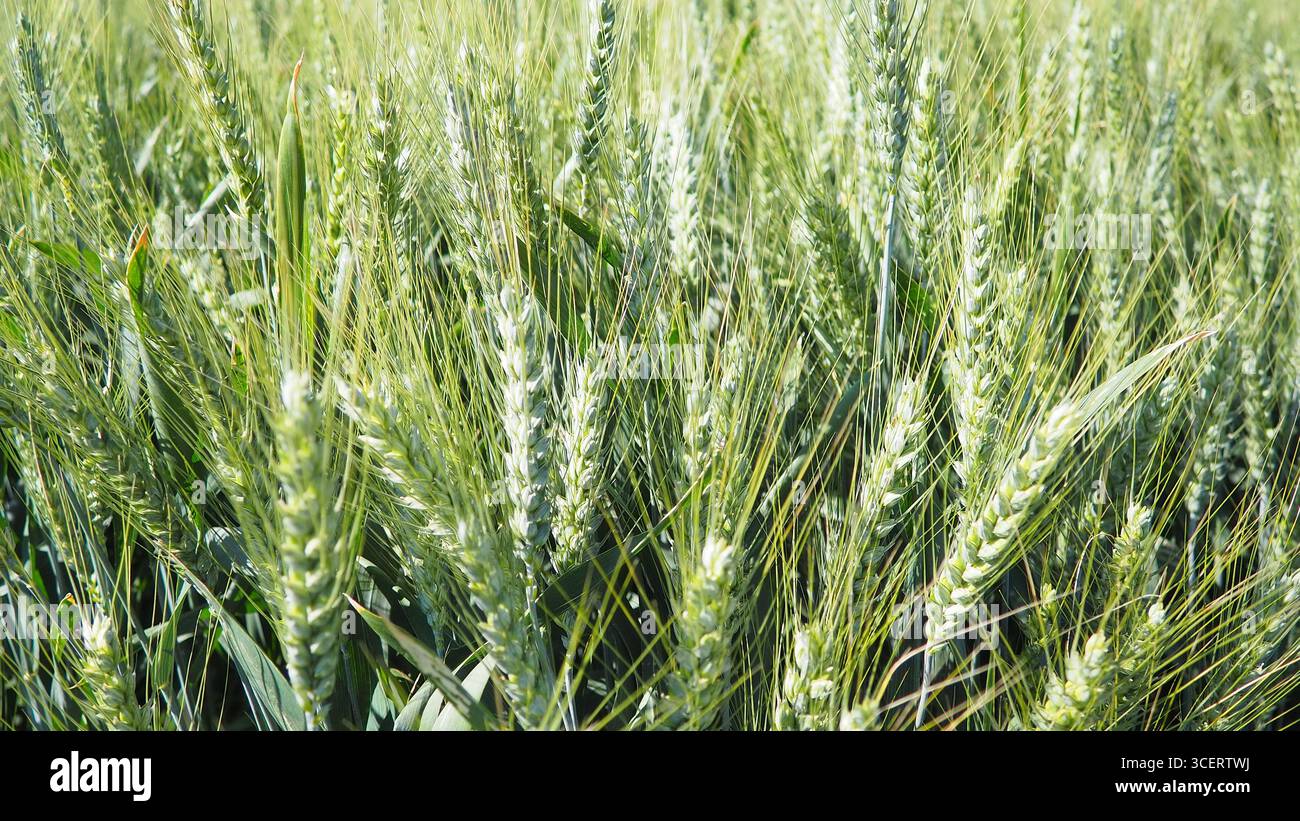 Hordeum murinum ist eine blühende Pflanzenart aus der Grasfamilie Poaceae, die allgemein als Mauergerste bekannt ist. Hordeum murinum ssp. Leporinum Stockfoto