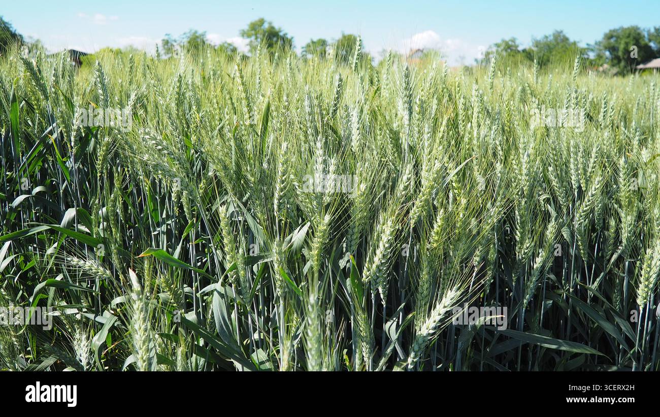 Hordeum murinum ist eine blühende Pflanzenart aus der Grasfamilie Poaceae, die allgemein als Mauergerste bekannt ist. Hordeum murinum ssp. Leporinum Stockfoto