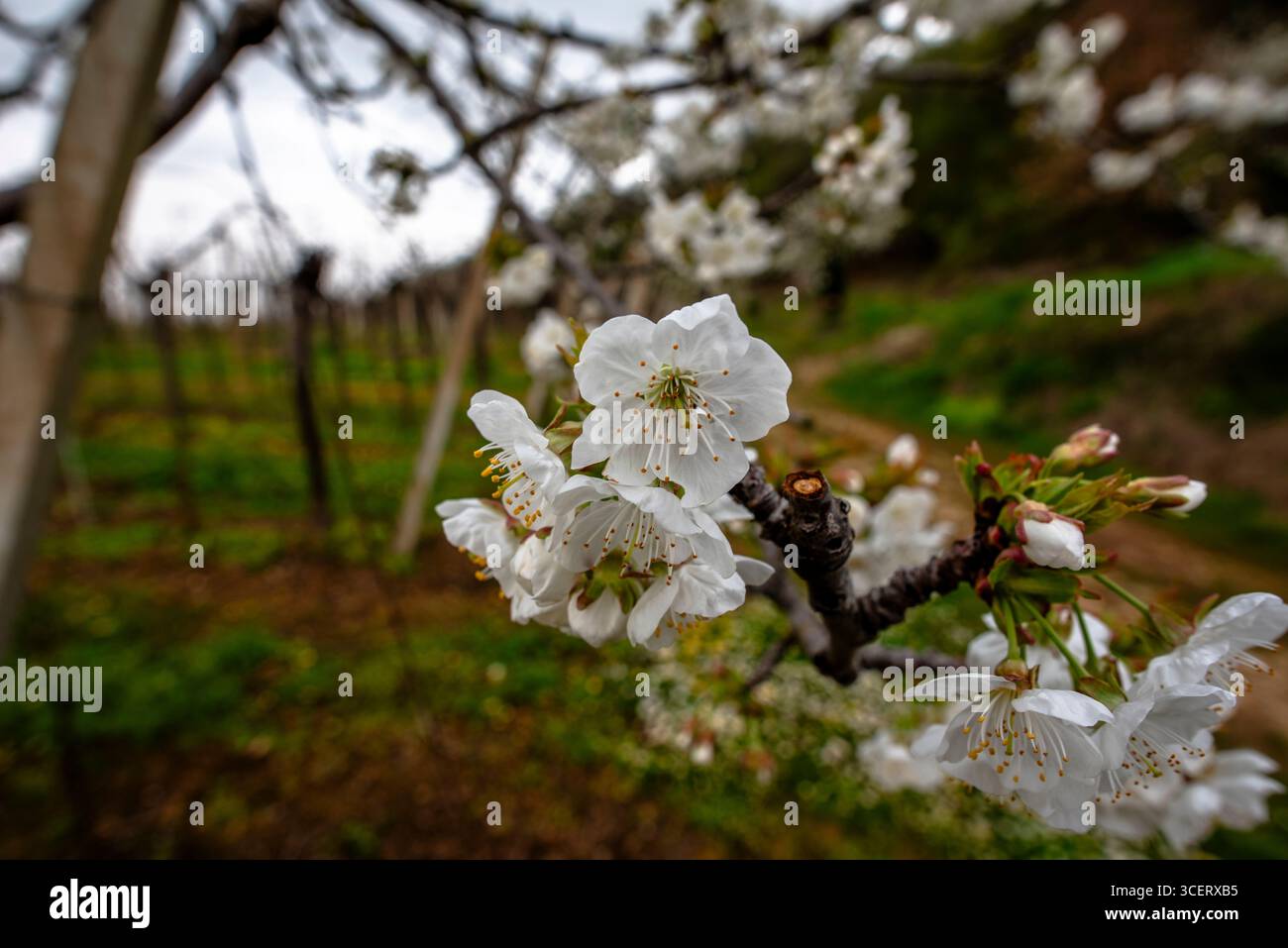 Nahaufnahme der Blüten von Prunus avium (Wildkirsche) in einem Obstgarten mit weichem Fokus auf eine blühende Landschaft. Ein lebendiges Symbol für Frühling, Erneuerung und nat Stockfoto