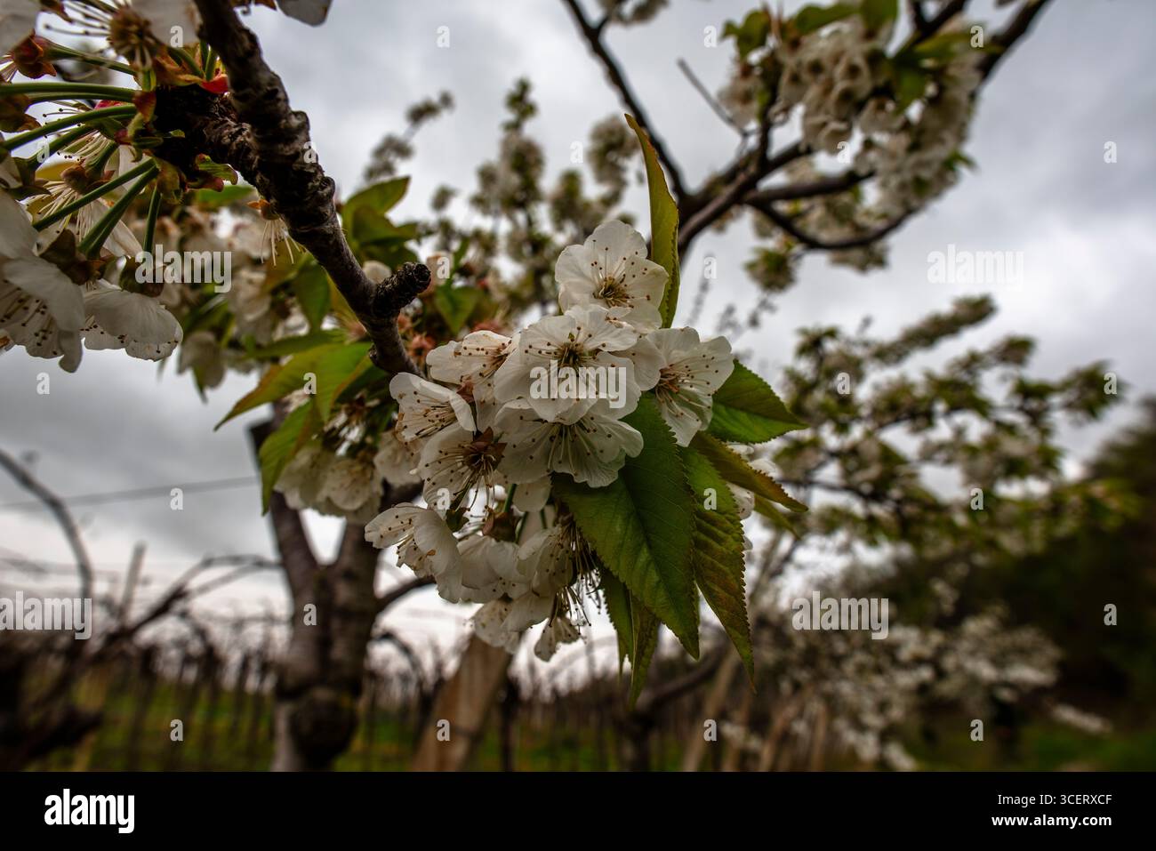 Eine Gruppe von Prunus avium (Wildkirsche) Blüten und grünen Blättern auf einem Zweig in einer blühenden Obstgärten. Eine Frühjahrsszene mit Wachstum, Erneuerung und natürlicher Natur Stockfoto