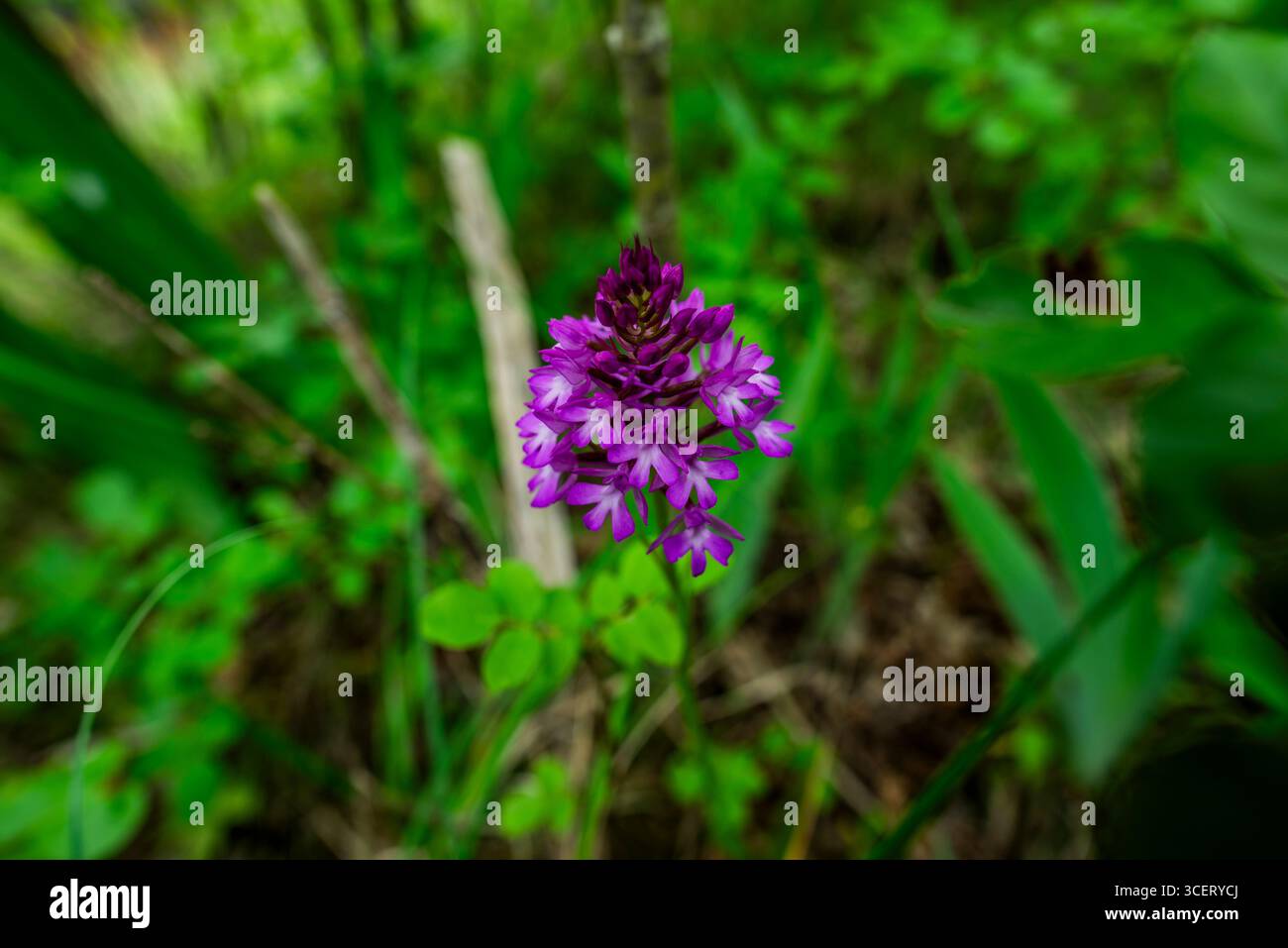 Nahaufnahme der blühenden Anacamptis pyramidalis-Orchidee mit leuchtend violetten Blüten und weichgrünem Hintergrund. Eine seltene wilde Orchidee, die natürliche Schönheit symbolisiert Stockfoto