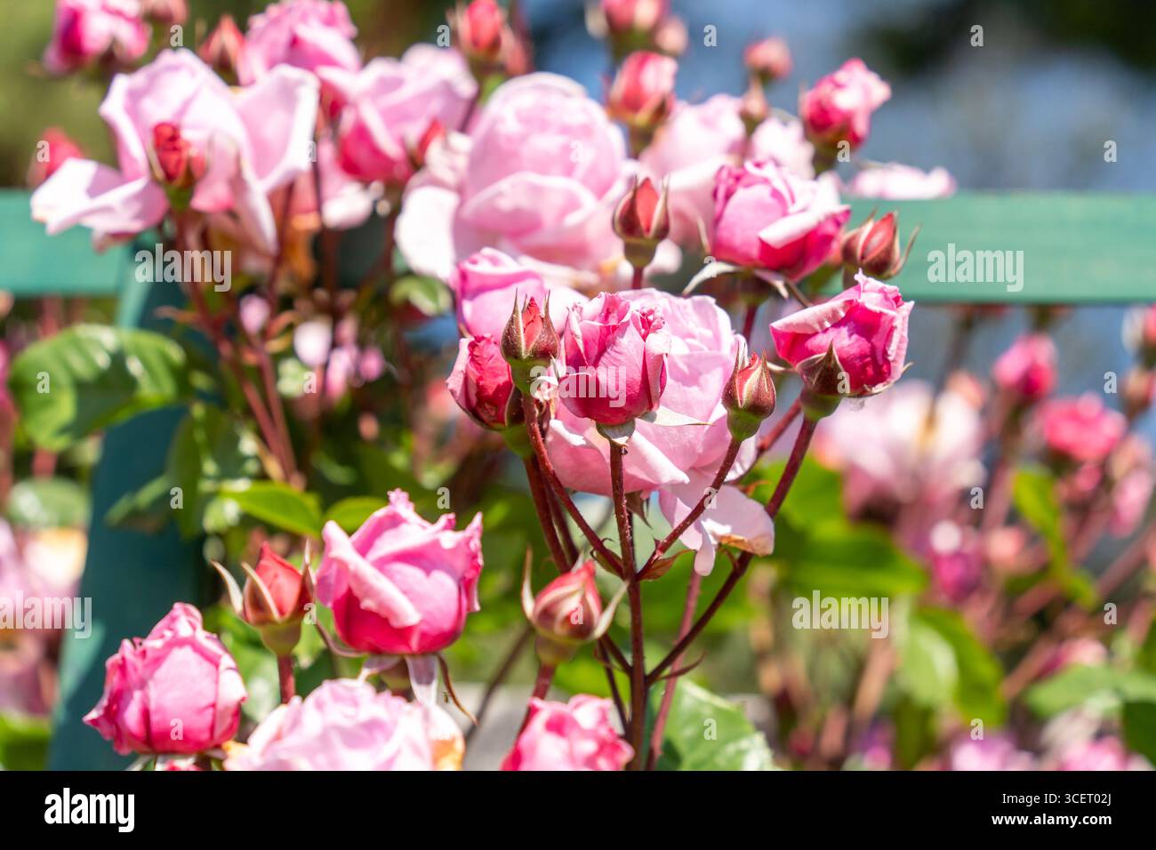Frisch blühende rosa Rosen in einem Rosengarten bei Frühlingssonne Stockfoto