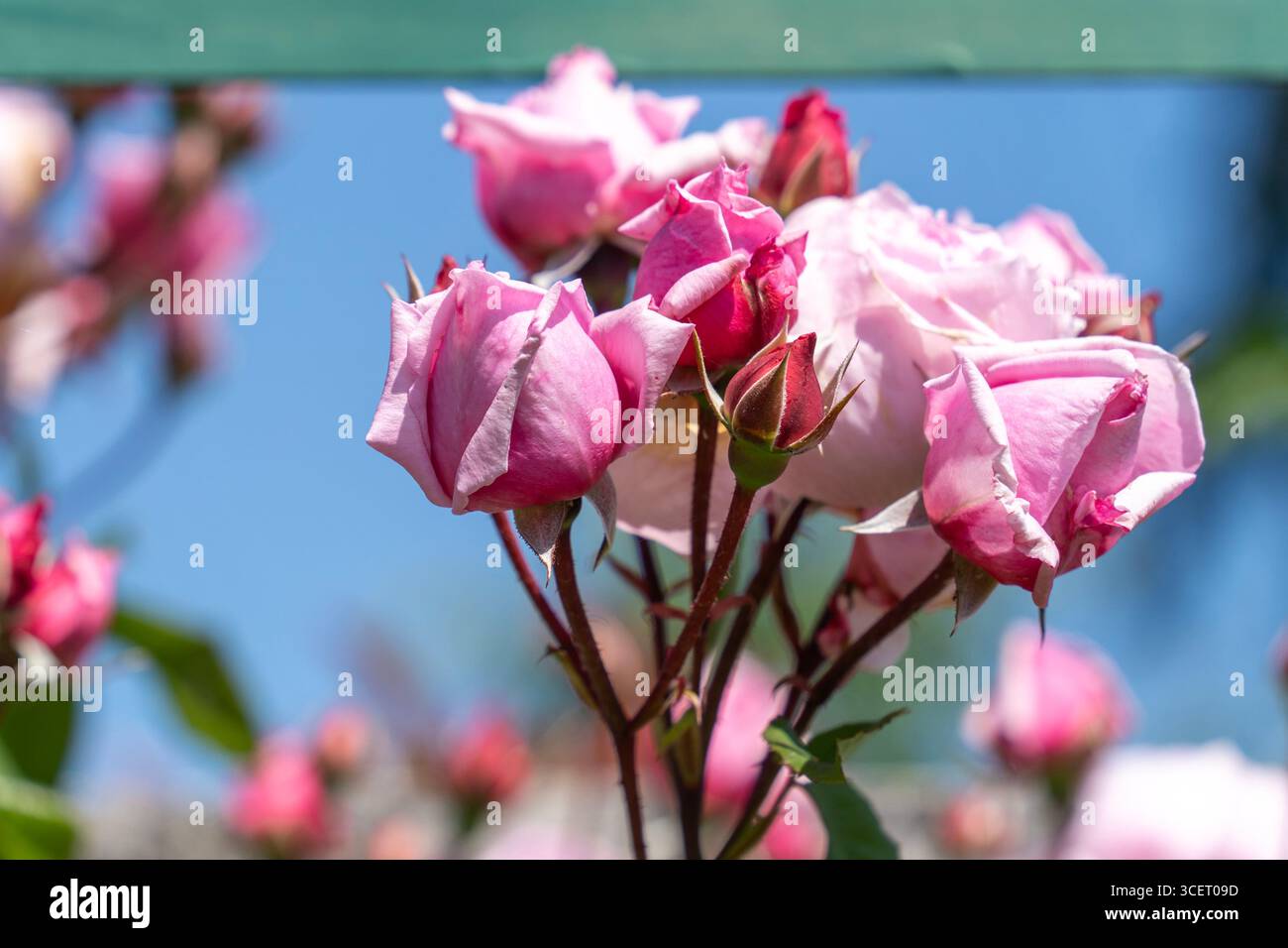 Frisch blühende rosa Rosen in einem Rosengarten bei Frühlingssonne Stockfoto