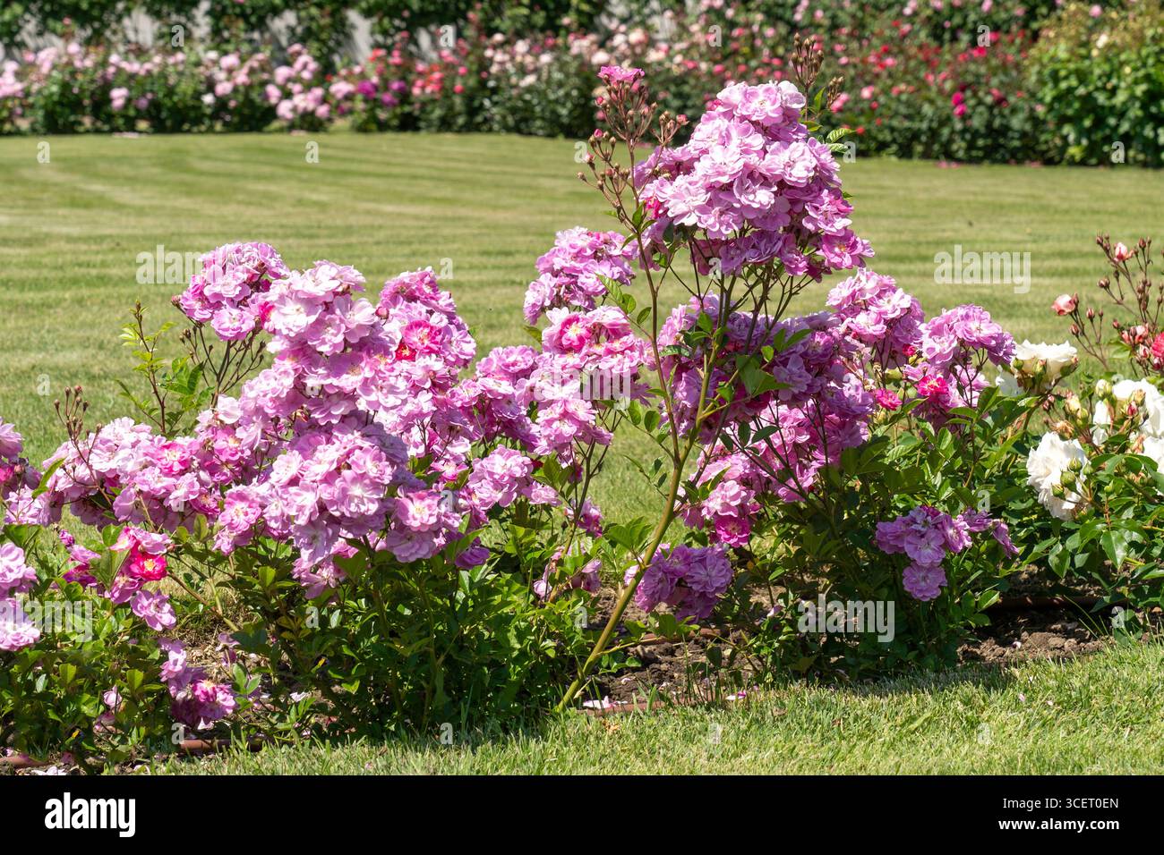 Frisch blühende rosa Rosen in einem Rosengarten bei Frühlingssonne Stockfoto