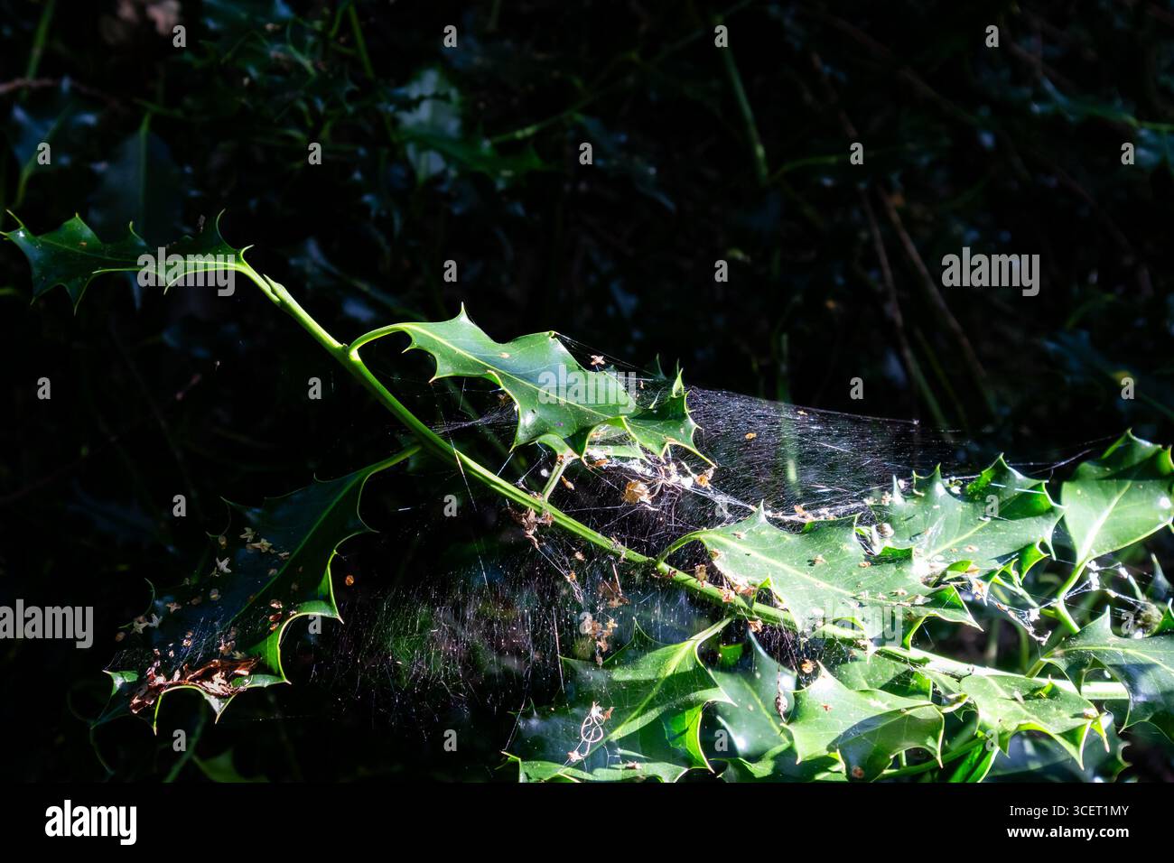 Spinnennetz spannte sich über stechpalmenblätter im Sonnenlicht des Waldes Stockfoto