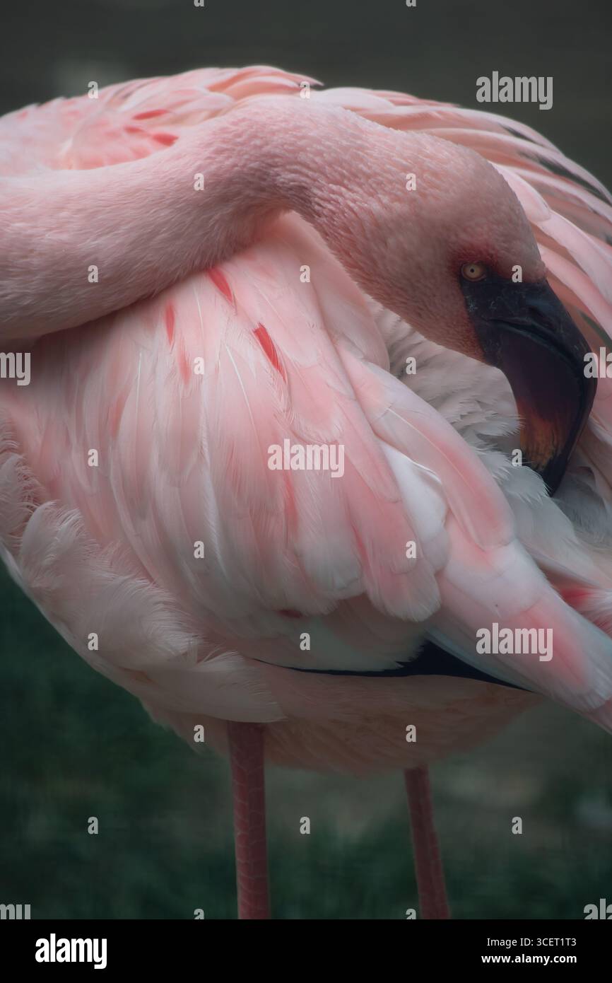 Ein eleganter rosafarbener Flamingo aus nächster Nähe, dessen Kopf sanft in seine Federn eingebettet ist. Detaillierte Wildtierfotografie mit Einer ruhigen, exotischen Aura. Stockfoto