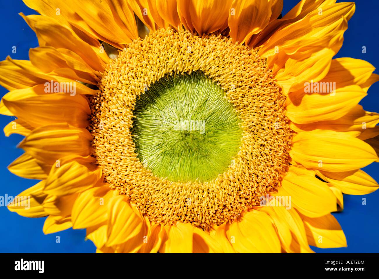 UK. Ein Nahbild einer einzigen Sonnenblume, die bei hellem Sonnenschein vollständig geöffnet ist. Das Bild zeigt den Samenkopf der Blume umgeben von ihren Blütenblättern Stockfoto