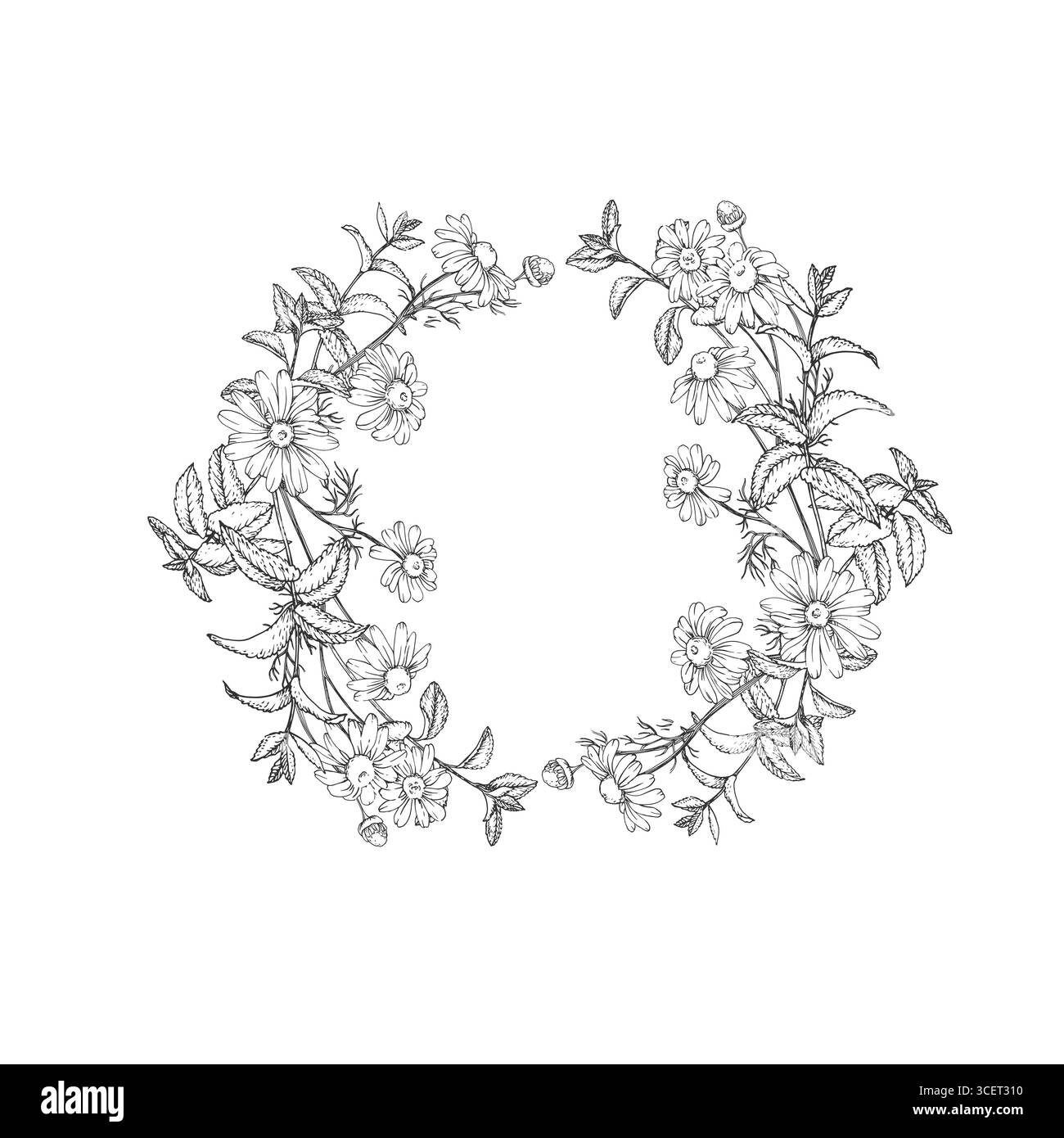 Beruhigender Tee Kräuter Vektorkranz Hand gezeichnet in Tinte. Grafischer Hintergrund mit Kamille, Linde und Minze Stock Vektor
