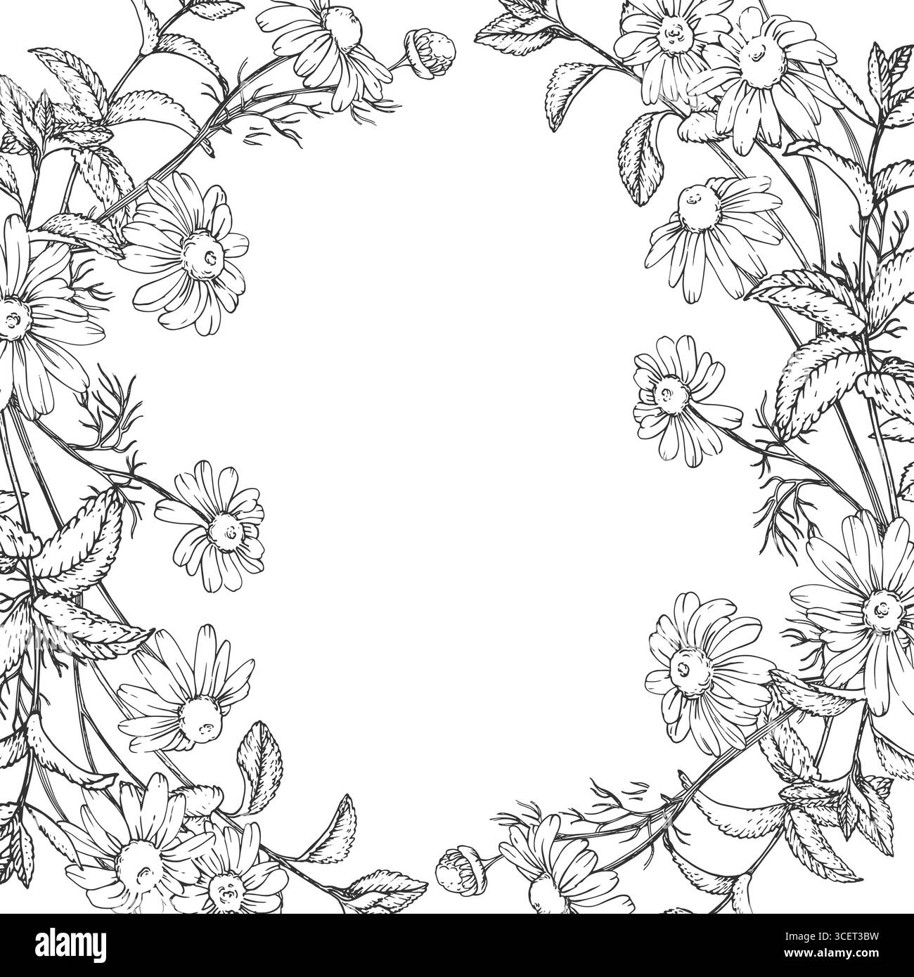 Beruhigender Tee Kräuter Vektor-Rahmen Hand in Tinte gezeichnet. Grafischer Hintergrund mit Kamille, Linde und Minze Stock Vektor