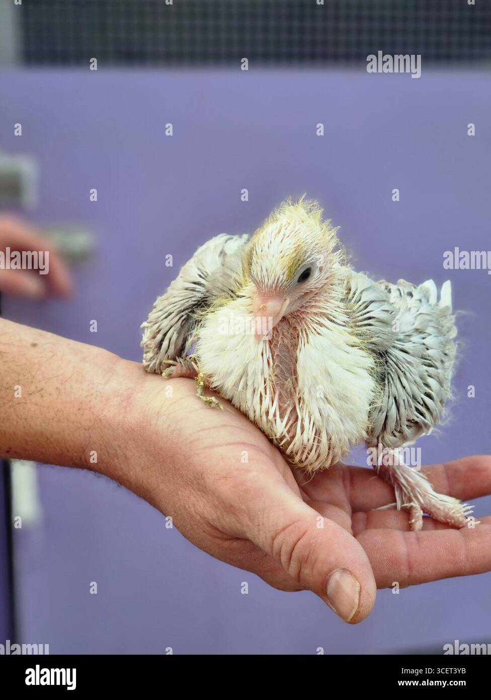 Baby Bird ruht auf menschlicher Hand drinnen - Smartphone-aufgenommenes Stockfoto