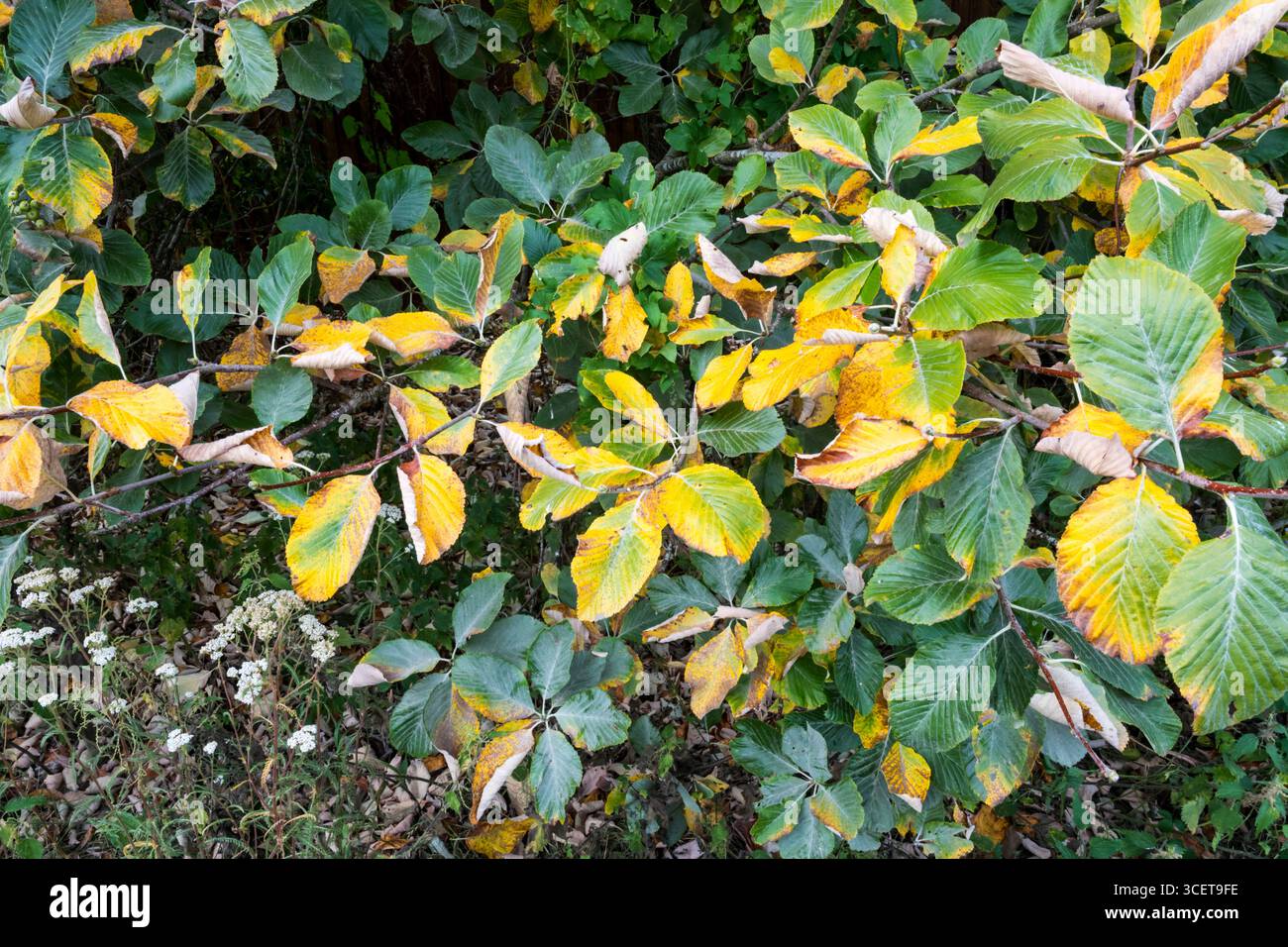 Blätter an einem Weißbalkenbaum werden im August braun. Ein Zeichen des frühen Herbstes, der durch einen heißen, trockenen Frühling und Sommer verursacht wird. Stockfoto