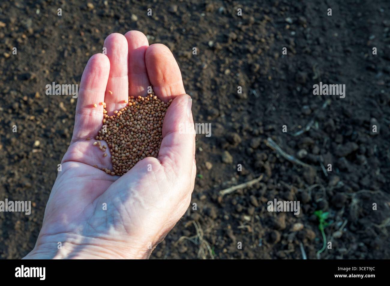 Eine Handvoll Karmesinkleesamen zum Anpflanzen als Deckpflanze oder Gründünger in einem Gemüsegarten oder Kleingarten. Stockfoto