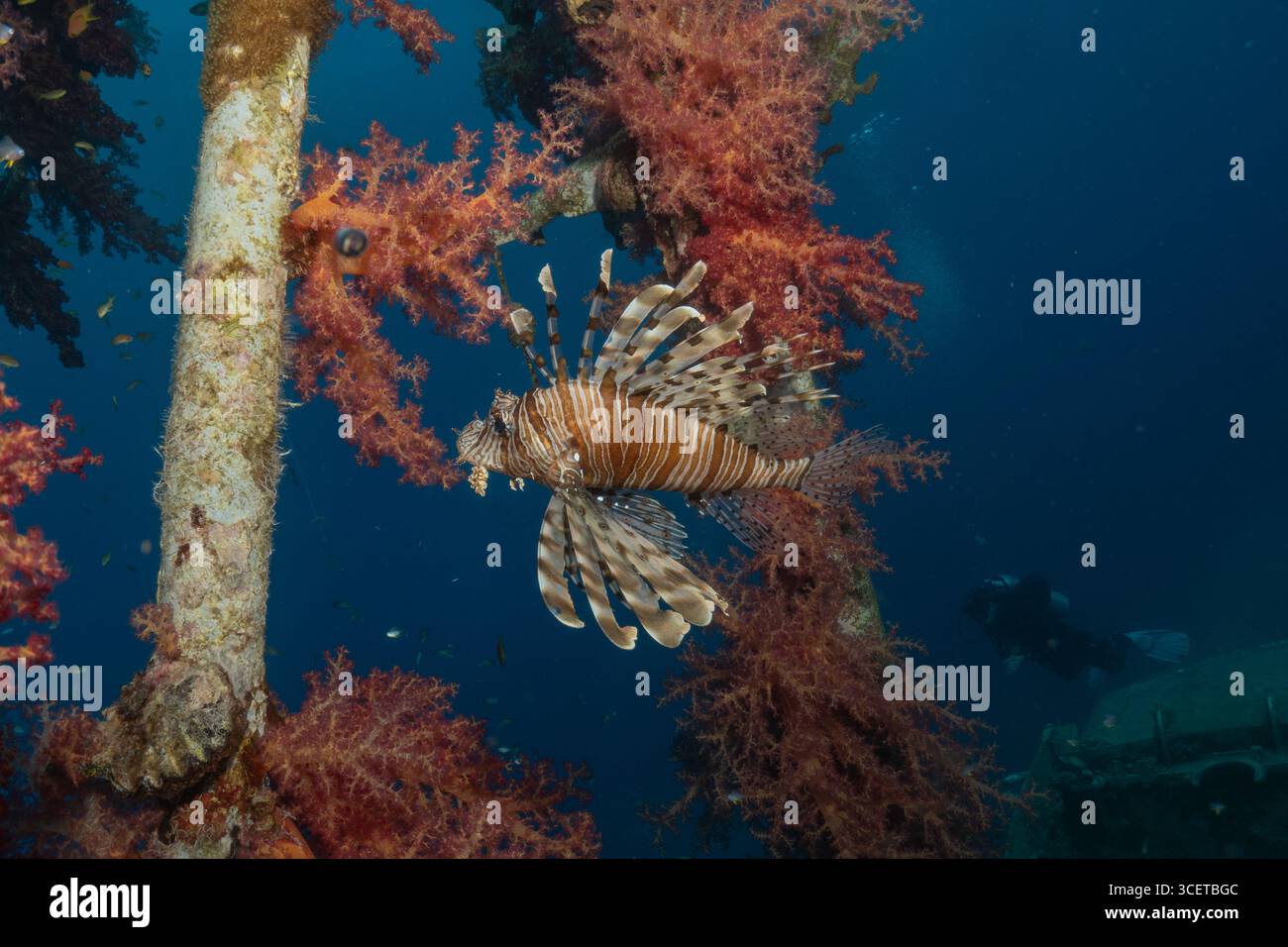 Rotfeuerfische (Pterois Miles) im Roten Meer, bunte Fische, Eilat, Israel Stockfoto