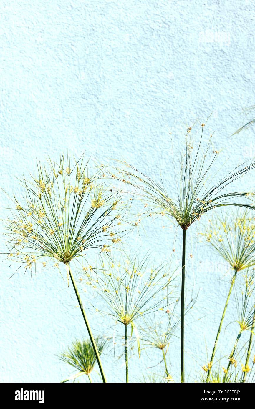 Cyperus papyrus - ägyptische Papierschilfpflanze. Stockfoto