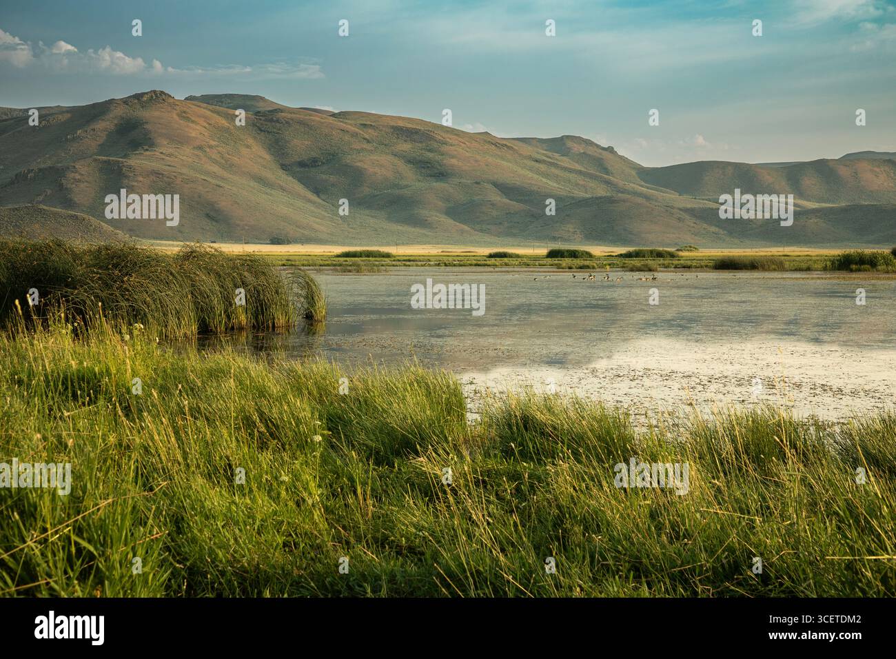 ID00911-00...IDAHO - am späten Nachmittag im Camas Prairie Wildlife Conservation Area. Stockfoto