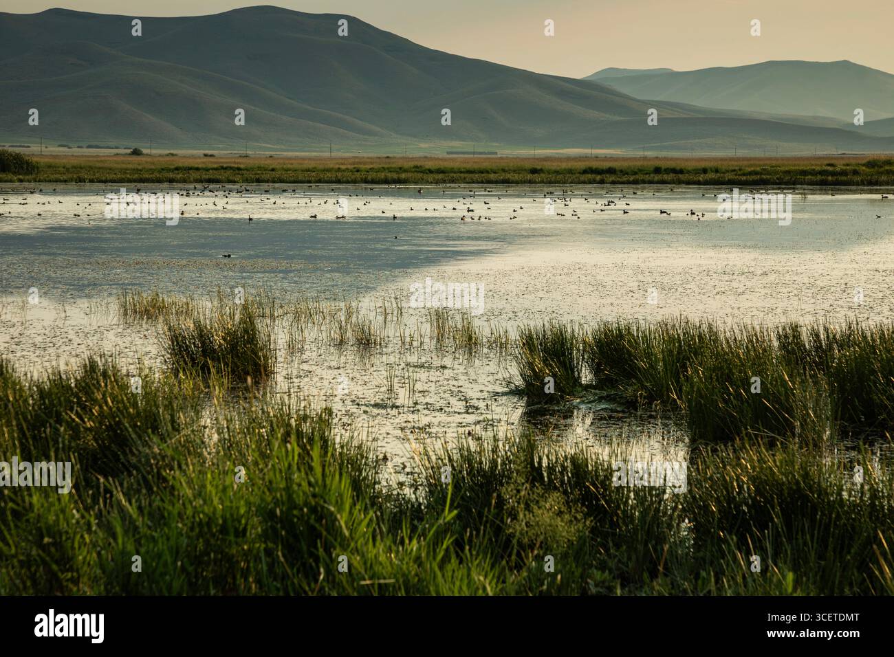 ID00911-00...IDAHO - am späten Nachmittag im Camas Prairie Centennial Marsh Wildlife Conservation Area. Stockfoto