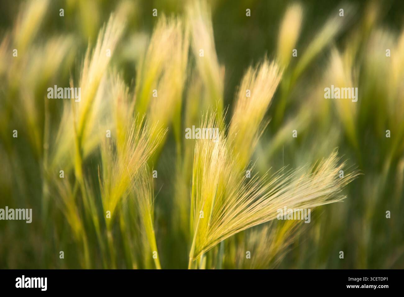 ID00914-00...IDAHO - Sumpfgras am Ufer des Teichs im Camas Prairie Wildlife Conservation Area. Stockfoto