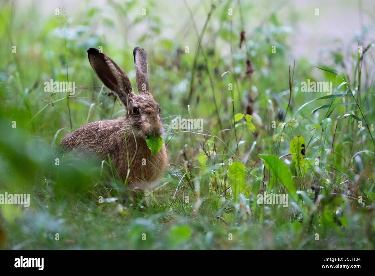 Ein kleiner europäischer Hase versteckt im grünen Gras mit Nahrung - Podlasie, Polen Stockfoto