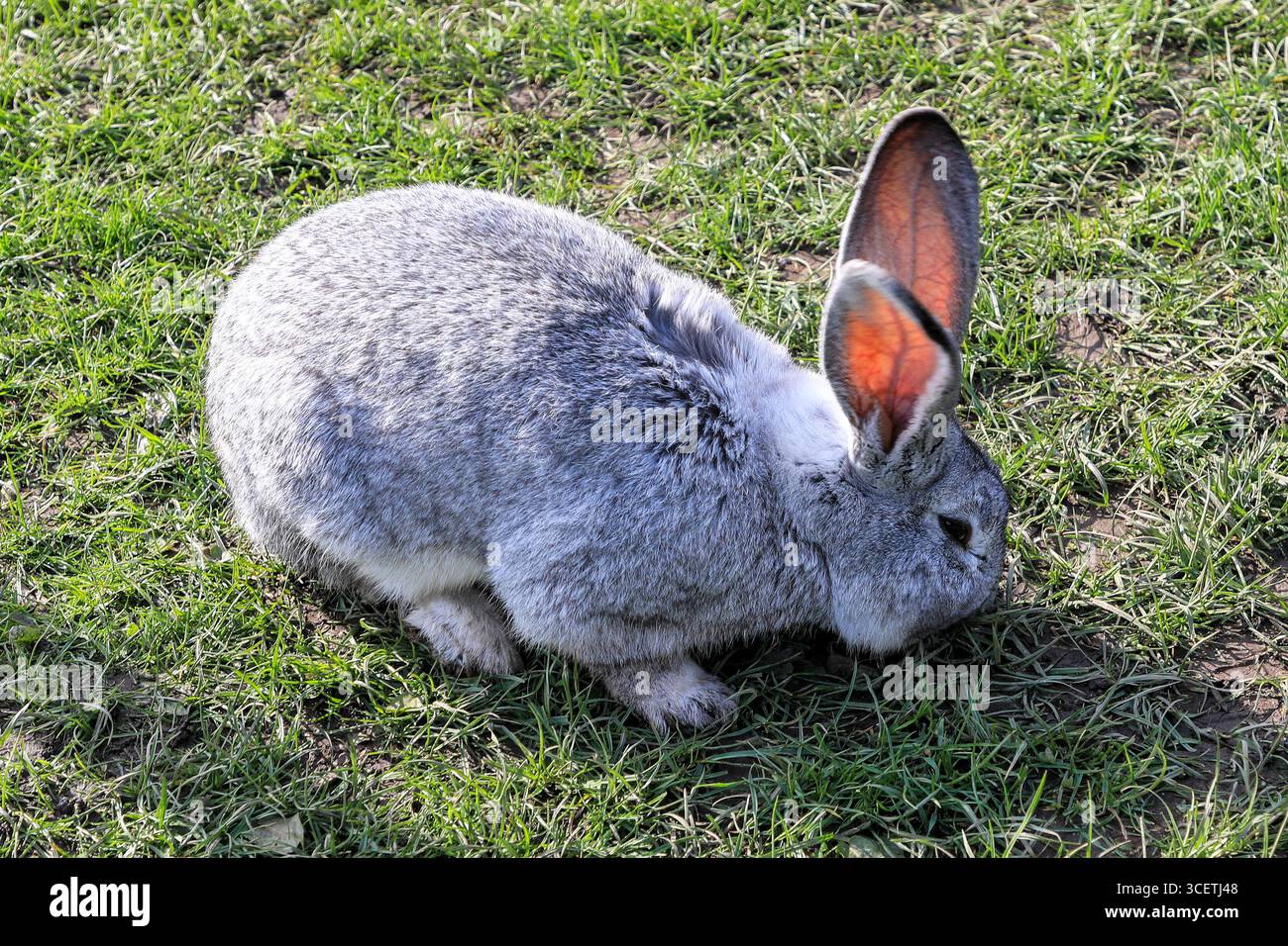 Ein flämischer Riesenhase (Oryctolagus cuniculus domesticus) im Peak Wildlife Park, Leek, Staffordshire, England, Großbritannien Stockfoto