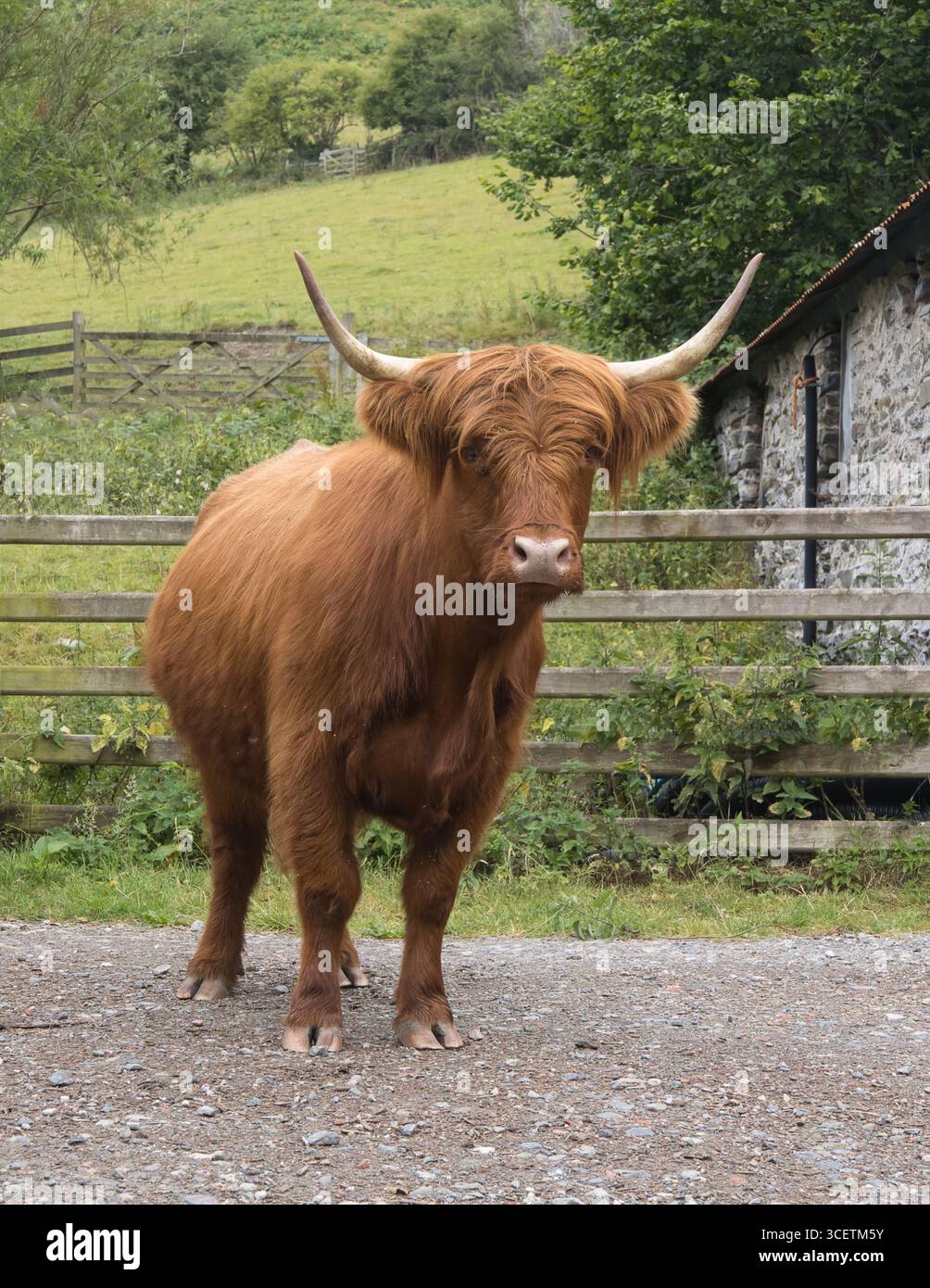 Ein Hausporträt der Hochlandkuh, wie es auf einem Bauernhof steht und in die Kamera starrt. Die Proportionen sind für ein Magazin-Cover Stockfoto