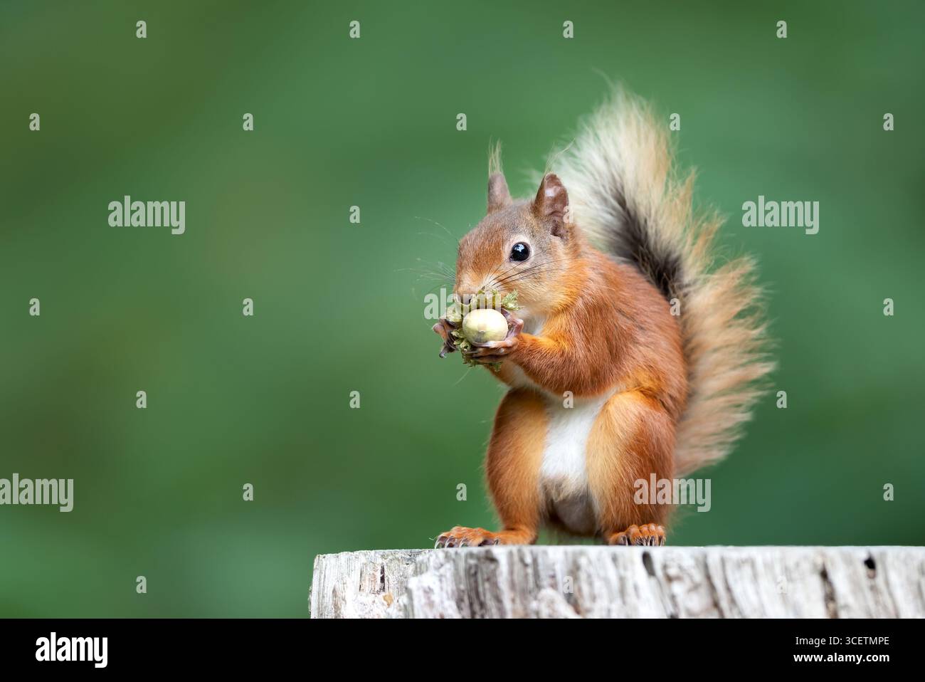 Porträt eines niedlichen roten Eichhörnchens, das grüne Haselnüsse auf einem Baumstumpf isst, Großbritannien. Stockfoto