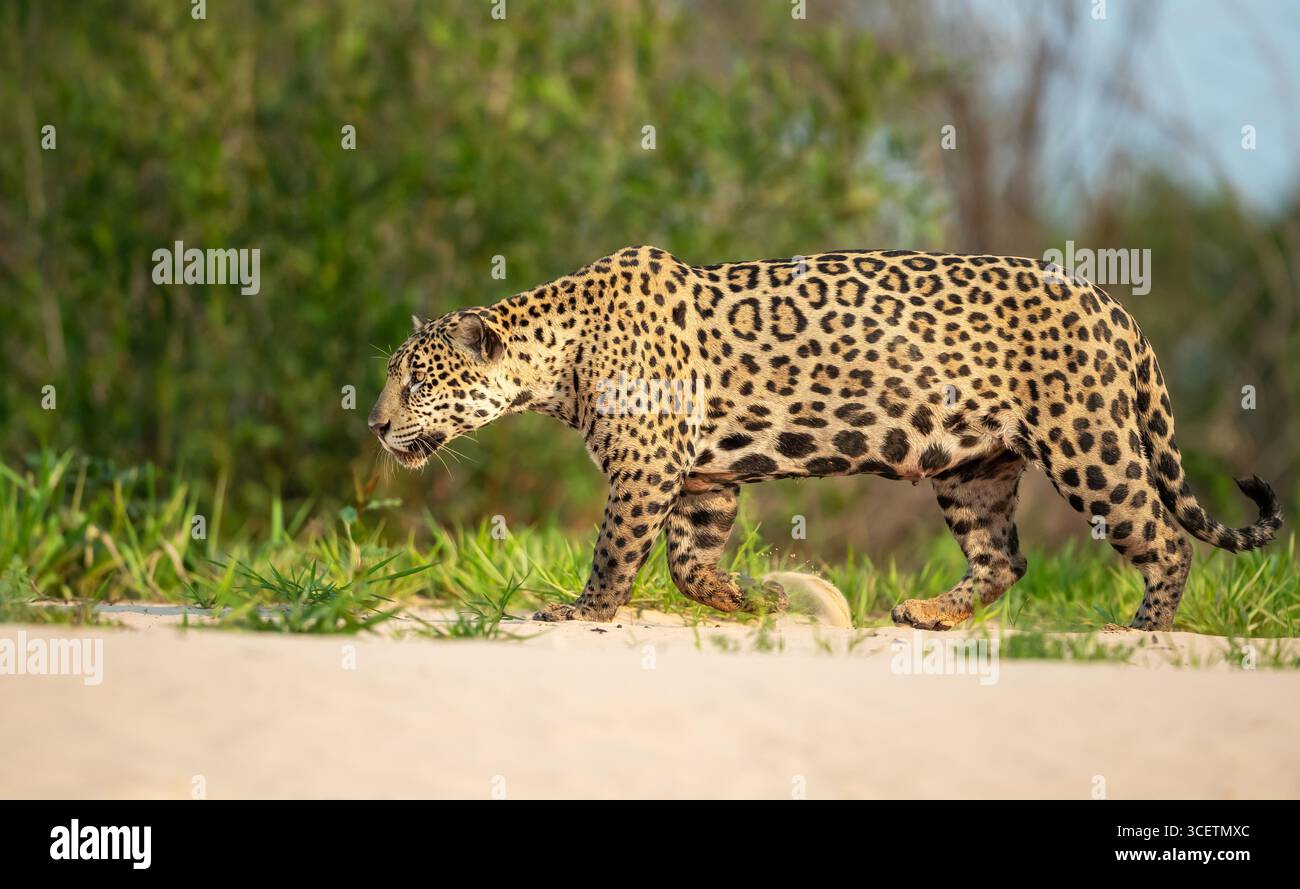 Nahaufnahme eines jaguar, der Beute an einem Flussufer im Pantanal, Brasilien, verfolgt Stockfoto