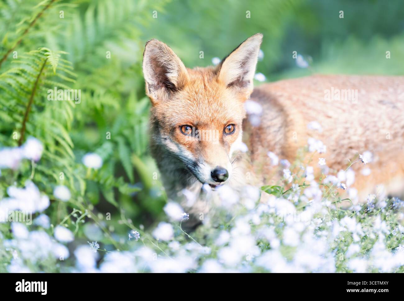 Nahaufnahme eines Rotfuchses, der vorsichtig durch üppiges Gartengrün geht, mit zarten Vergissmeinnicht-Blüten im Vordergrund, Großbritannien. Stockfoto
