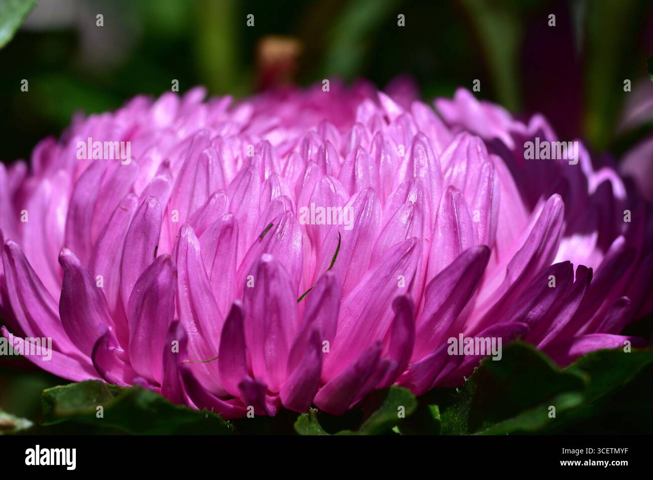 Makroaufnahme aus rosafarbenen Chrysanthemenblättern (Chrysanthemum morifolium) mit sanftem natürlichem Licht, die einen zarten floralen Hintergrund für die Natur schaffen, Stockfoto