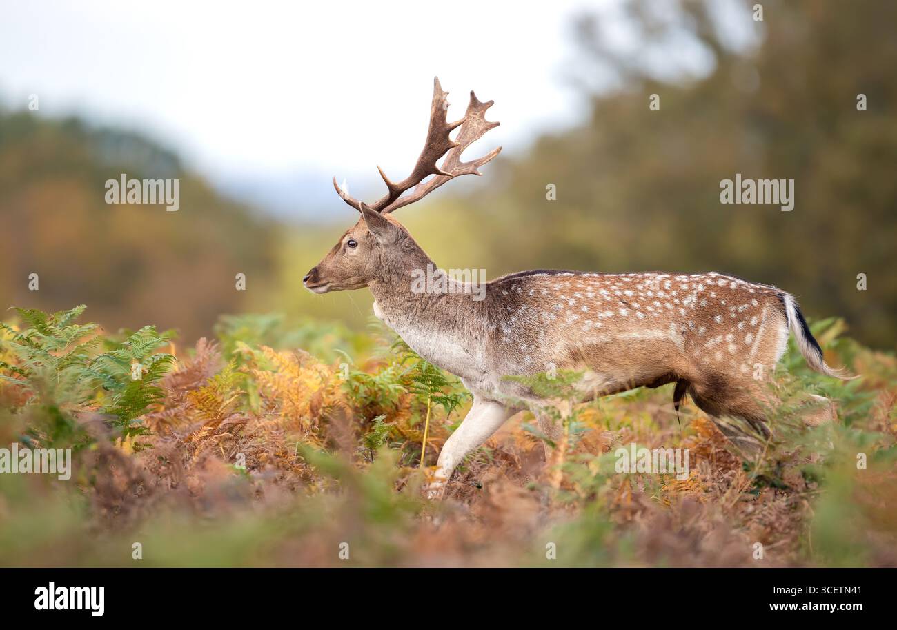 Nahaufnahme eines Damhirschhirsches mit großen Geweihen, der im Herbst in Großbritannien durch eine Wiese spaziert. Stockfoto
