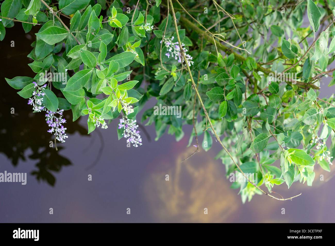 Grüne Blattpflanze mit kleinen lila Blüten, die über stillen Wasser hängen und Licht und Laub in einer natürlichen, ruhigen Umgebung reflektieren. Stockfoto
