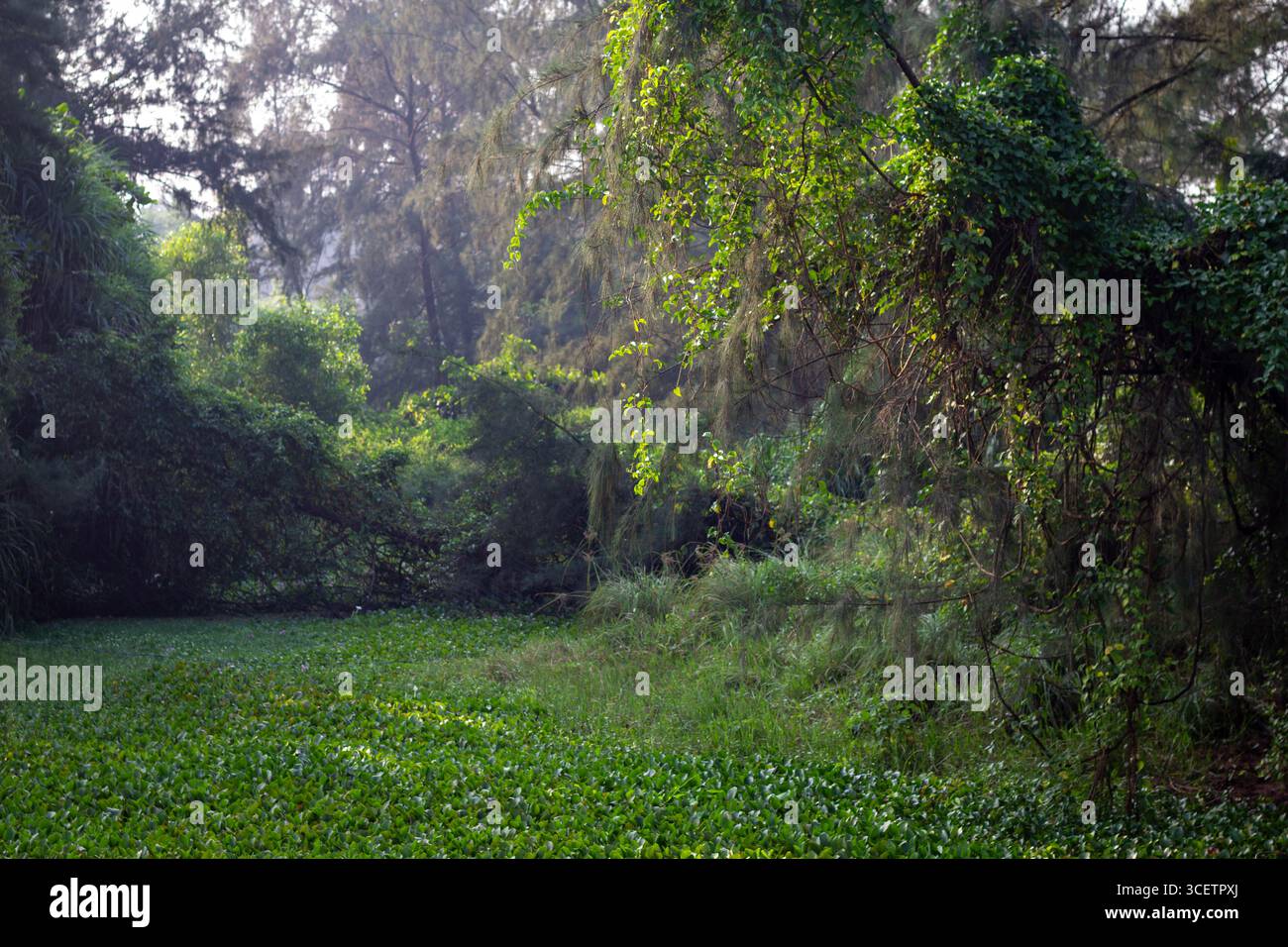 Grüne Blattpflanze mit kleinen lila Blüten, die über stillen Wasser hängen und Licht und Laub in einer natürlichen, ruhigen Umgebung reflektieren. Stockfoto