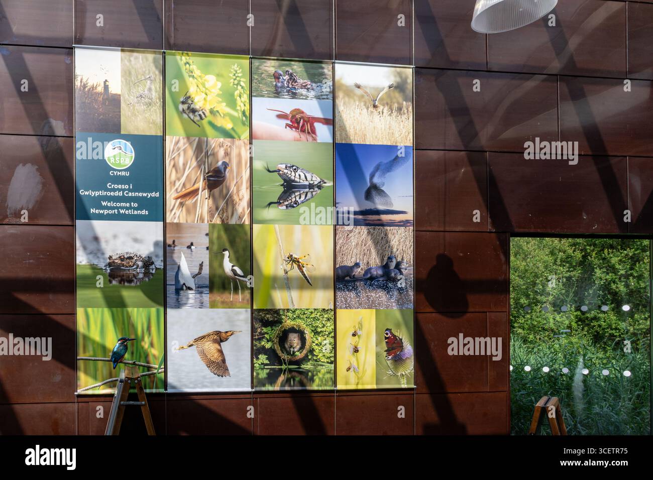Montage von Tierfotos von Vögeln und Tieren im RSPB Newport Wetlands im Besucherzentrum des Naturschutzgebiets in South Wales, Großbritannien Stockfoto