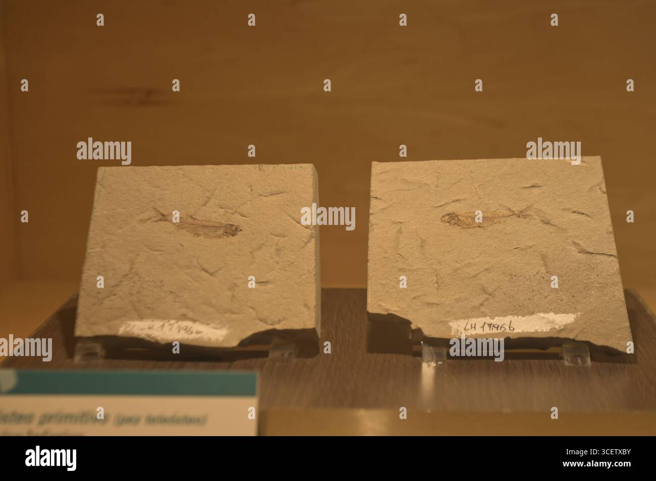 San Telmo, Asturien, Spanien. Museum der jurassischen Zeit von Asturien. Einer der wichtigsten Stätten der Welt mit echten Fossilien und großformatigen Modellen der spanischen Kantabrischen Küste. Quelle: Xan Gasalla/Alamy Live News. Stockfoto