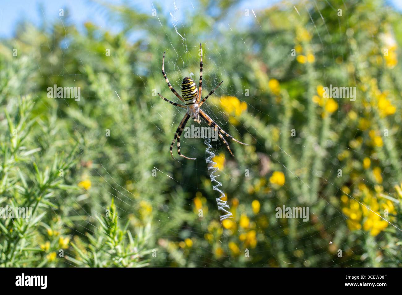 Die Wespenspinne (Argiope bruennichi) ist eine farbenfrohe Kugelweberspinne auf ihrem Netz mit Stabilimentum in der Tieflandheide in Hampshire, England, Großbritannien Stockfoto