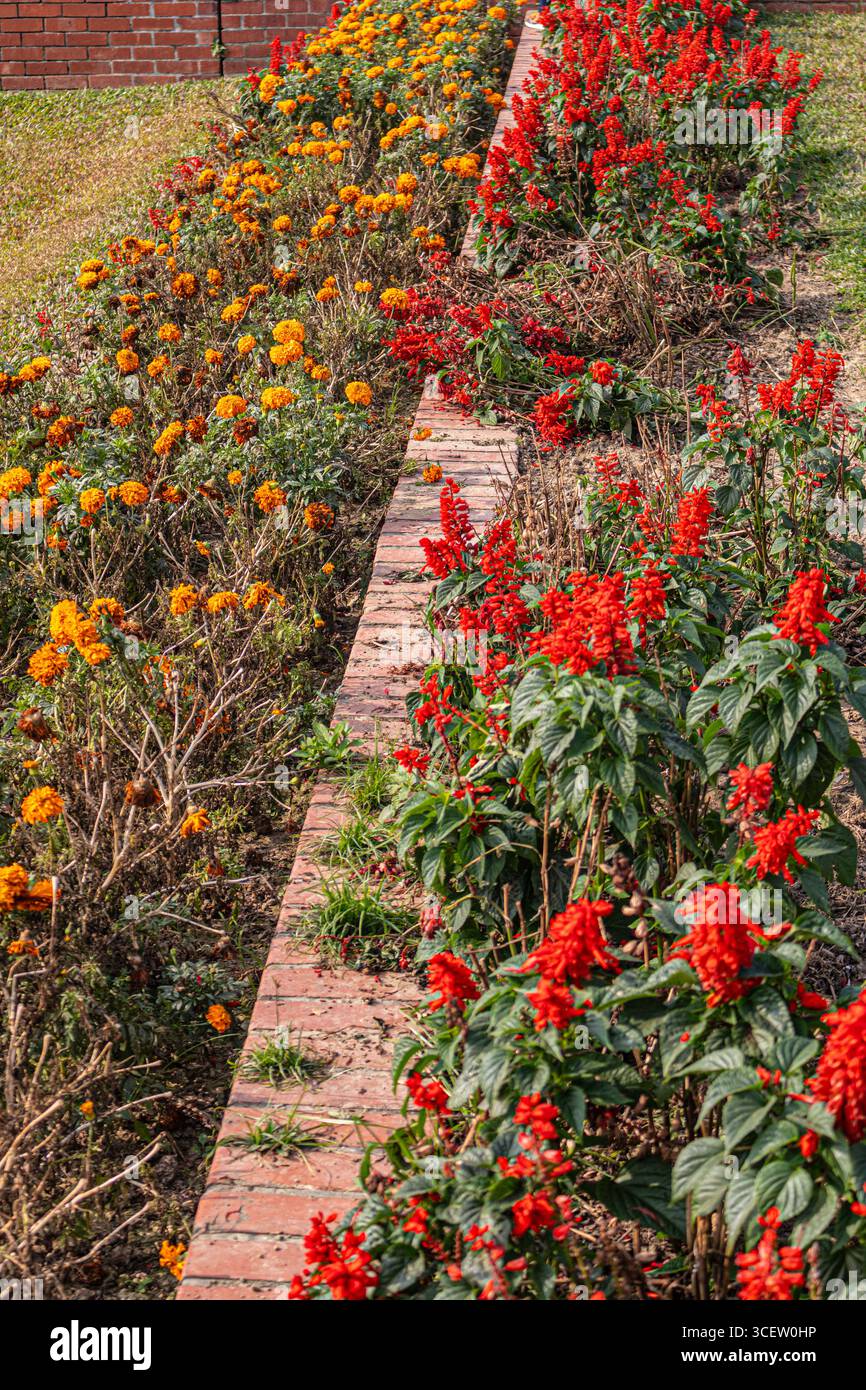 Hell angeordnete rote Blumen zeigen lebendige Natur auf Bangladeshs historischem National Martyrs Monument Stockfoto