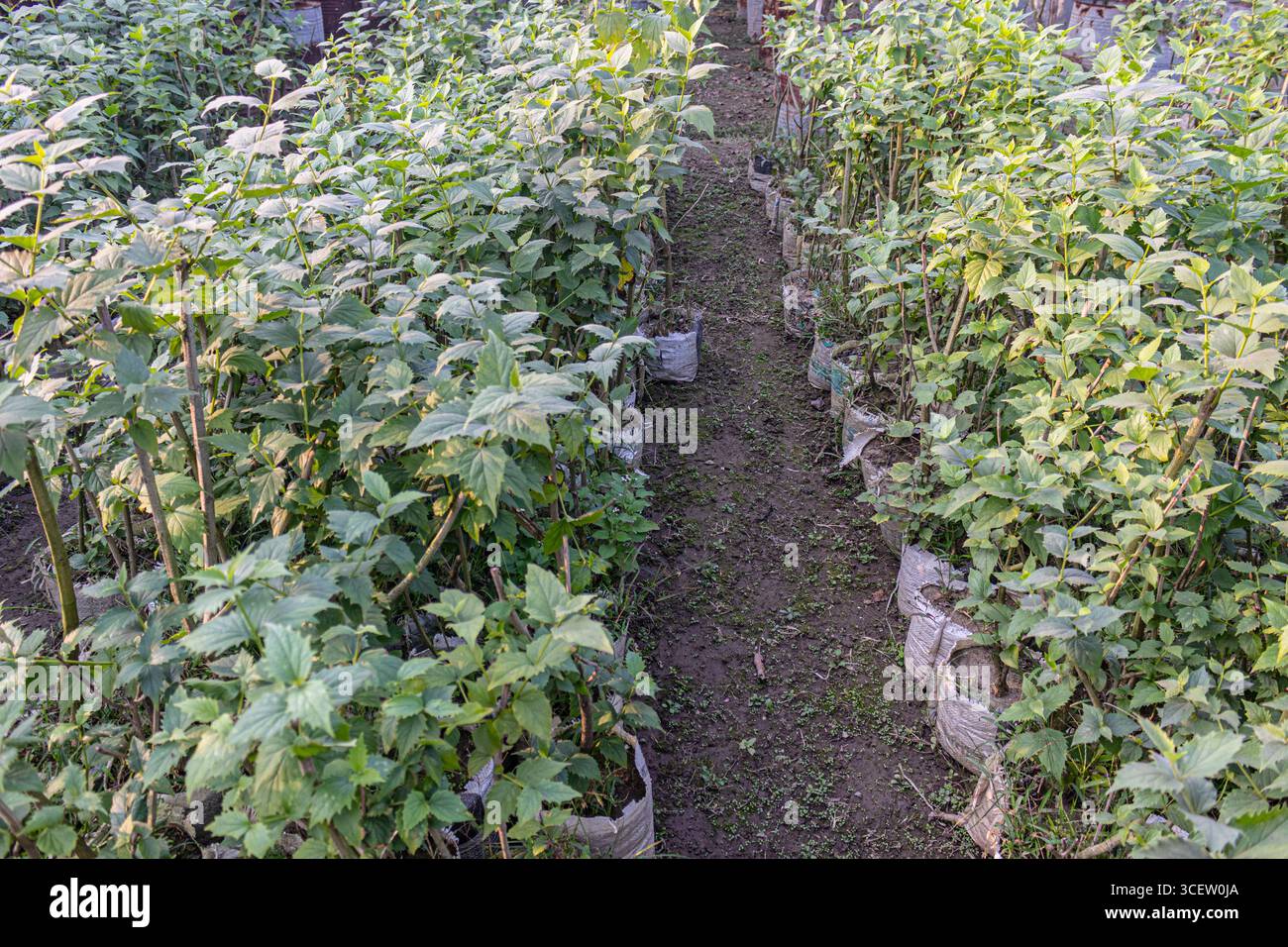 Dicht bewachsene, in Reihen gepflanzte Hibiskus-Setzlinge in weißen Kindersäcken bei Tageslicht Stockfoto