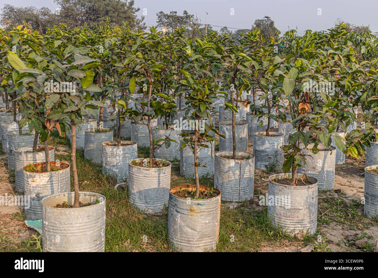 Gesunde grüne Setzlinge, die in wiederverwendeten Düngersäcken angeordnet sind und das gesamte Feld der landwirtschaftlichen Gärtnerei abdecken Stockfoto