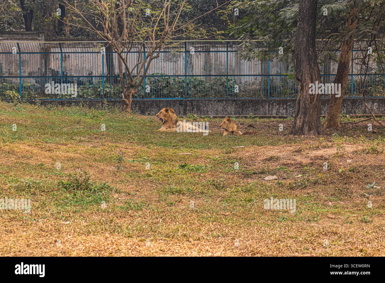 Majestätische männliche und weibliche Löwen ruhen zusammen auf einem grasbewachsenen Gehege im Zoo von Mirpur Bangladesch Stockfoto