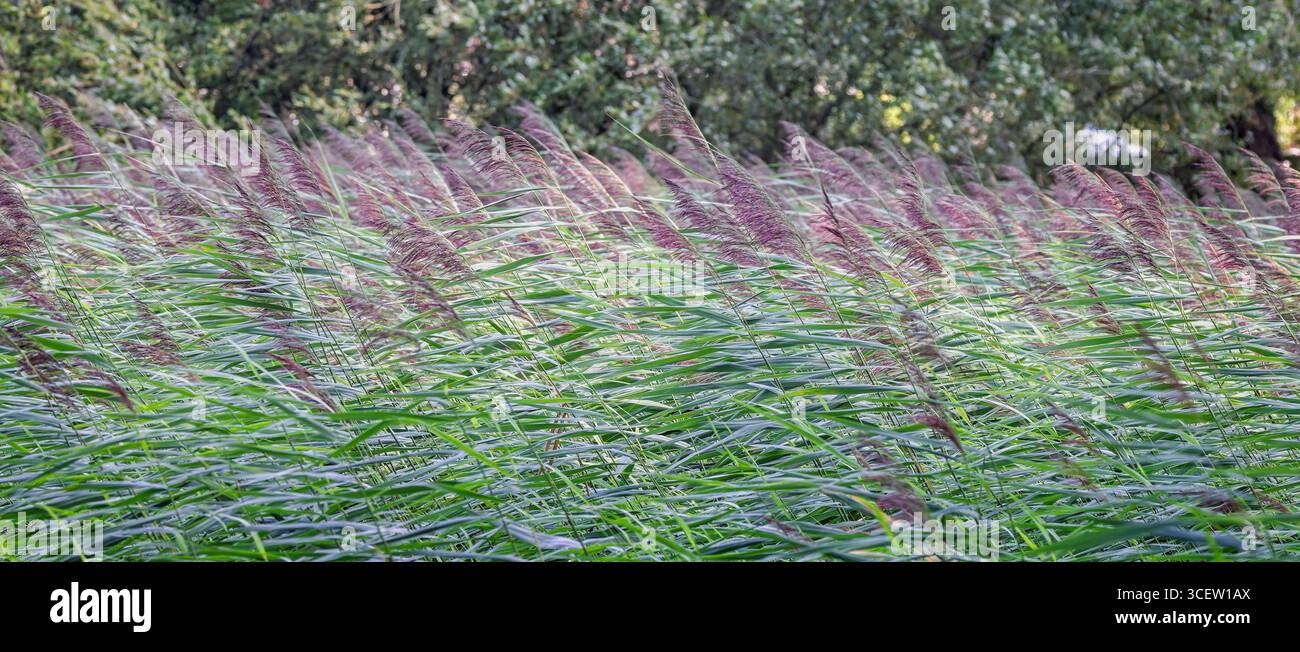 Nahaufnahme von blühenden Gräsern, die im August 2025 in Wareham, Dorset, Großbritannien, wehen Stockfoto