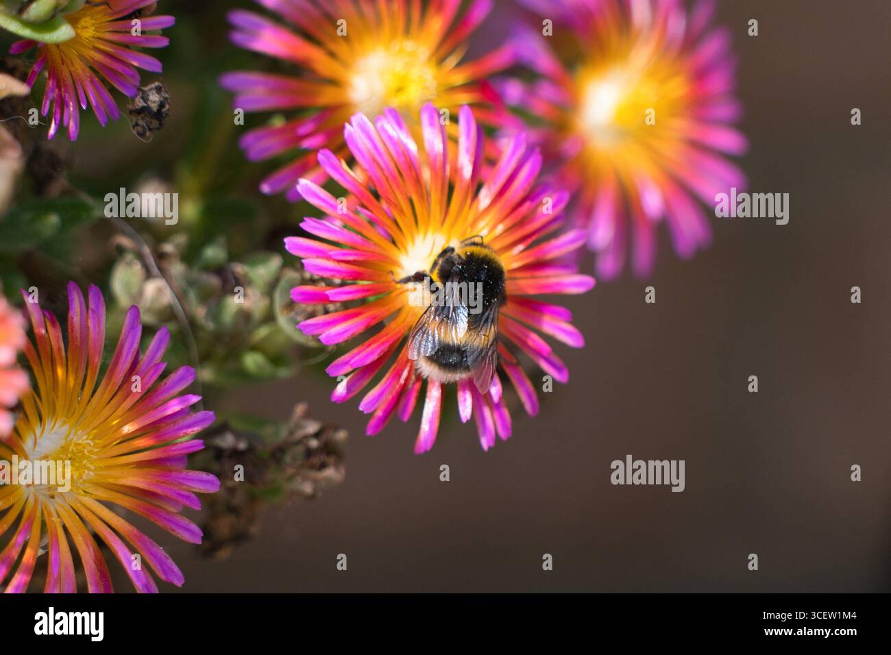 Hummel sammelt Pollen auf einer bunten Blume Stockfoto