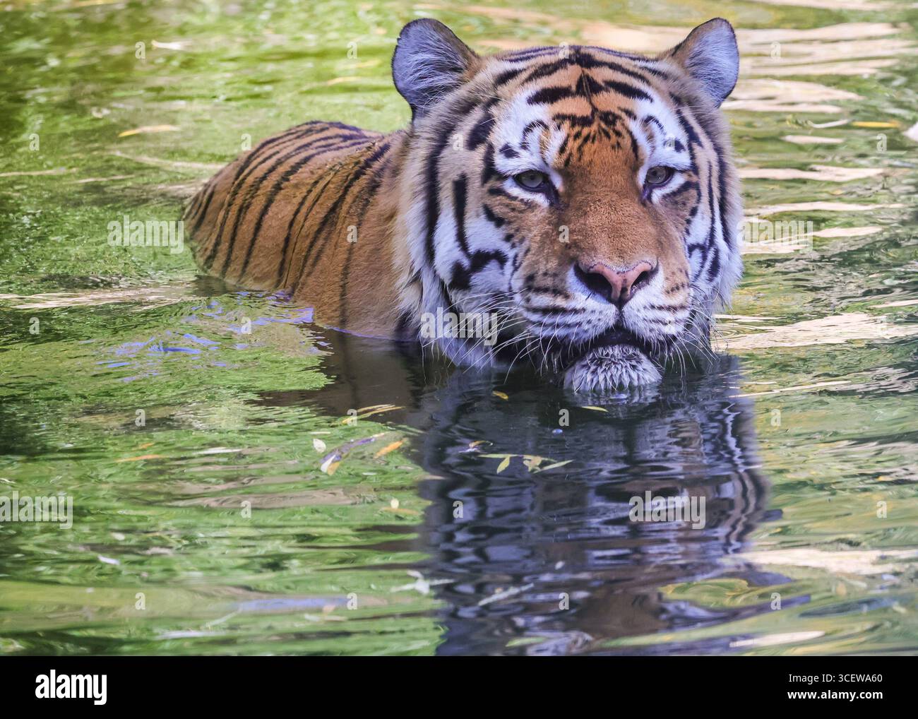 Münster, NRW, Deutschland. August 2025. Der sibirische Tiger Fedor (Panthera tigris tigris, auch Amur-Tiger genannt) kühlt sich bei einem erfrischenden Bad im Teich seines Außengeheges ab. Fedor hat letztes Jahr vier Tigerjungen gezeugt, die alle noch im Allwetterzoo Münster in einem angrenzenden Gehege mit ihrer Mutter Raya sind. Quelle: Imageplotter/Alamy Live News Stockfoto