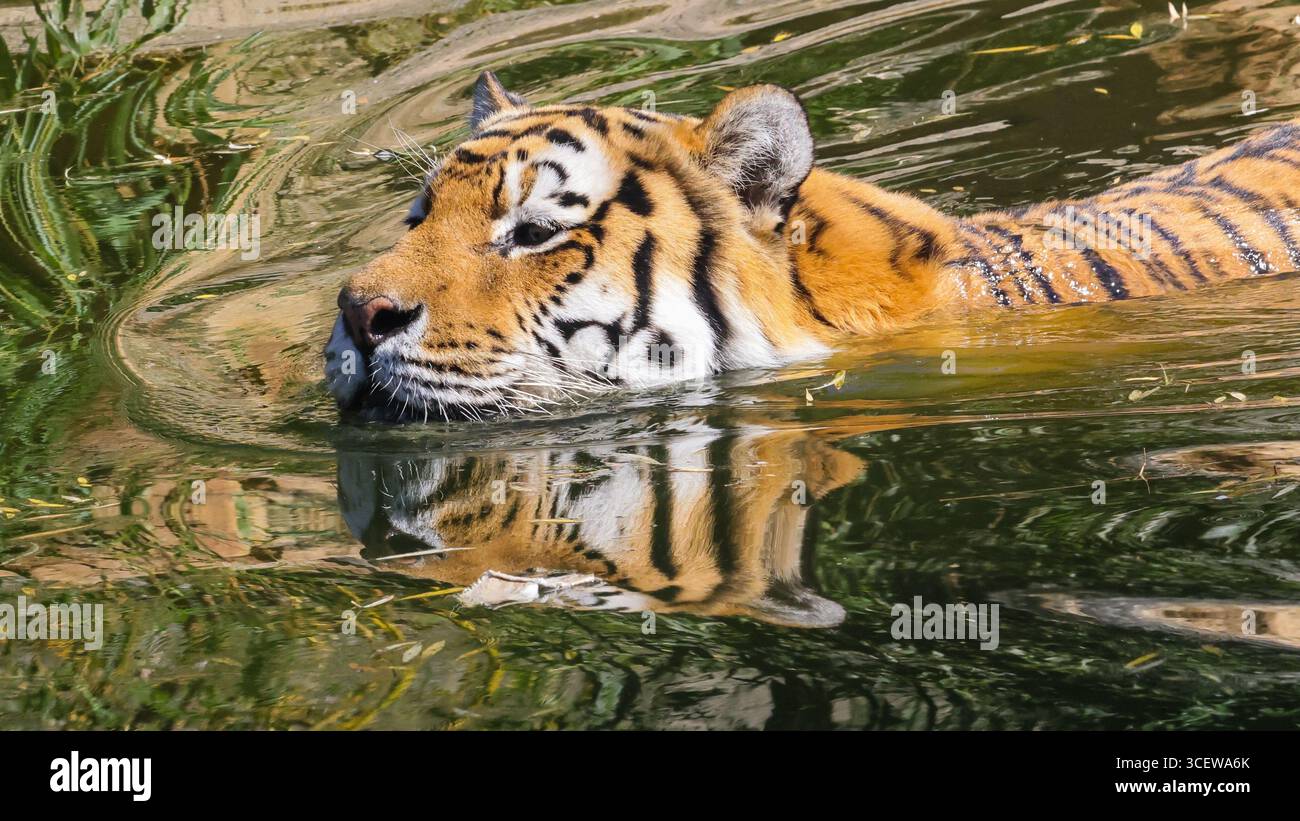 Münster, NRW, Deutschland. August 2025. Der sibirische Tiger Fedor (Panthera tigris tigris, auch Amur-Tiger genannt) kühlt sich bei einem erfrischenden Bad im Teich seines Außengeheges ab. Fedor hat letztes Jahr vier Tigerjungen gezeugt, die alle noch im Allwetterzoo Münster in einem angrenzenden Gehege mit ihrer Mutter Raya sind. Quelle: Imageplotter/Alamy Live News Stockfoto
