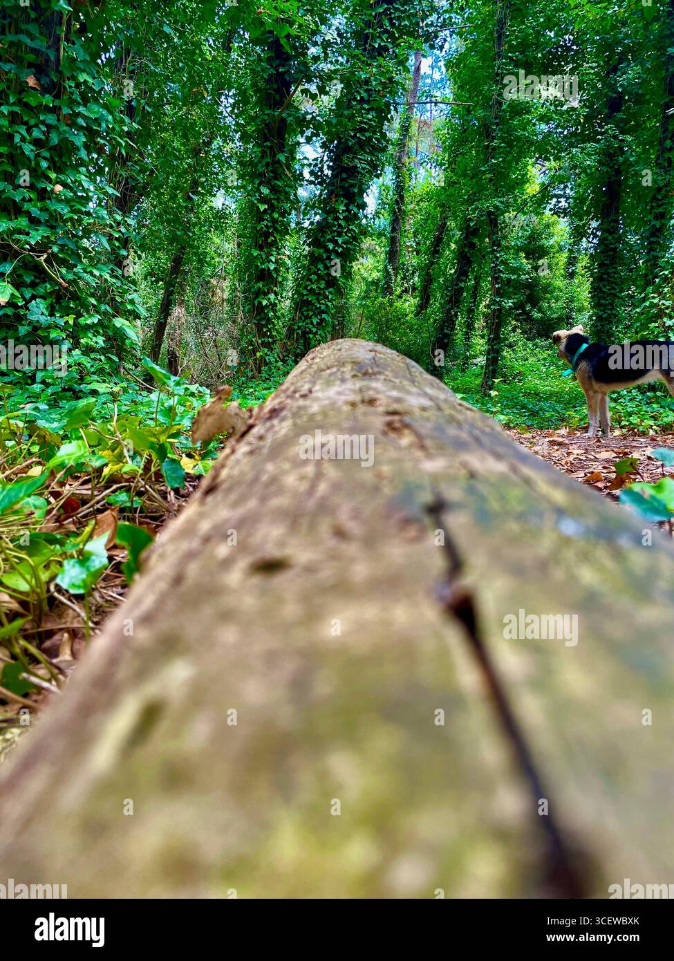 Nahaufnahme eines moosbedeckten Baumstamms in einem Wald mit verschwommenem grünem Laub im Hintergrund. - Smartphone-aufgenommenes Stockfoto